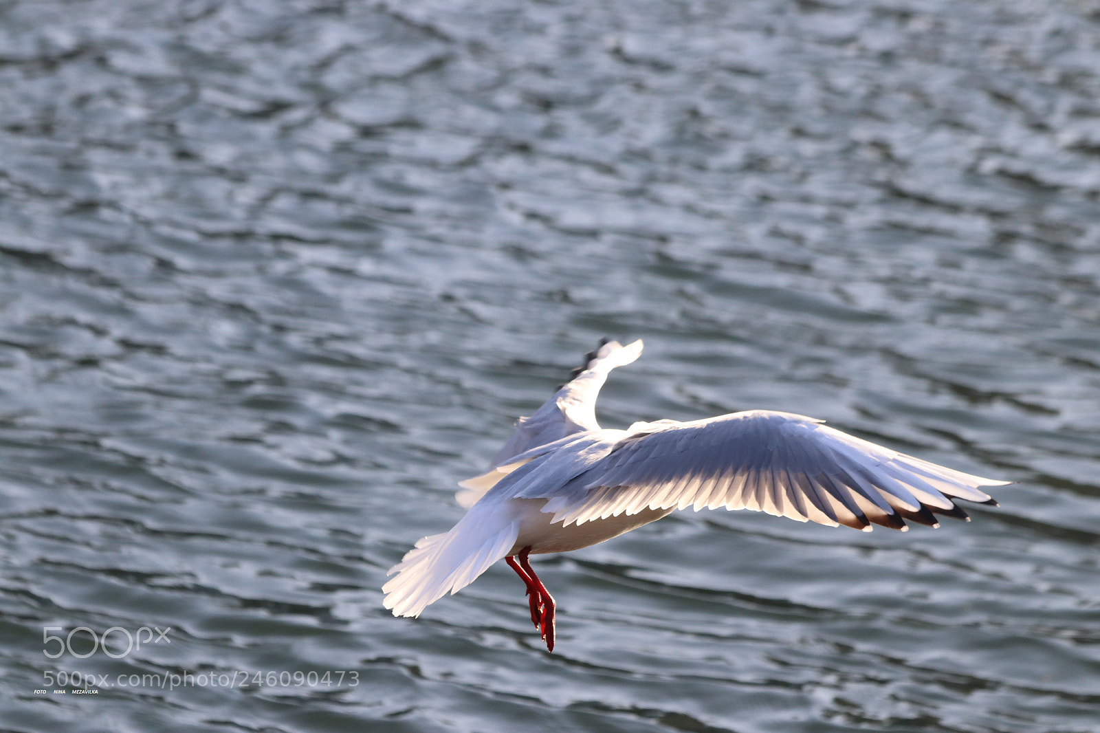 Canon EOS 800D (EOS Rebel T7i / EOS Kiss X9i) sample photo. Flight ... photography