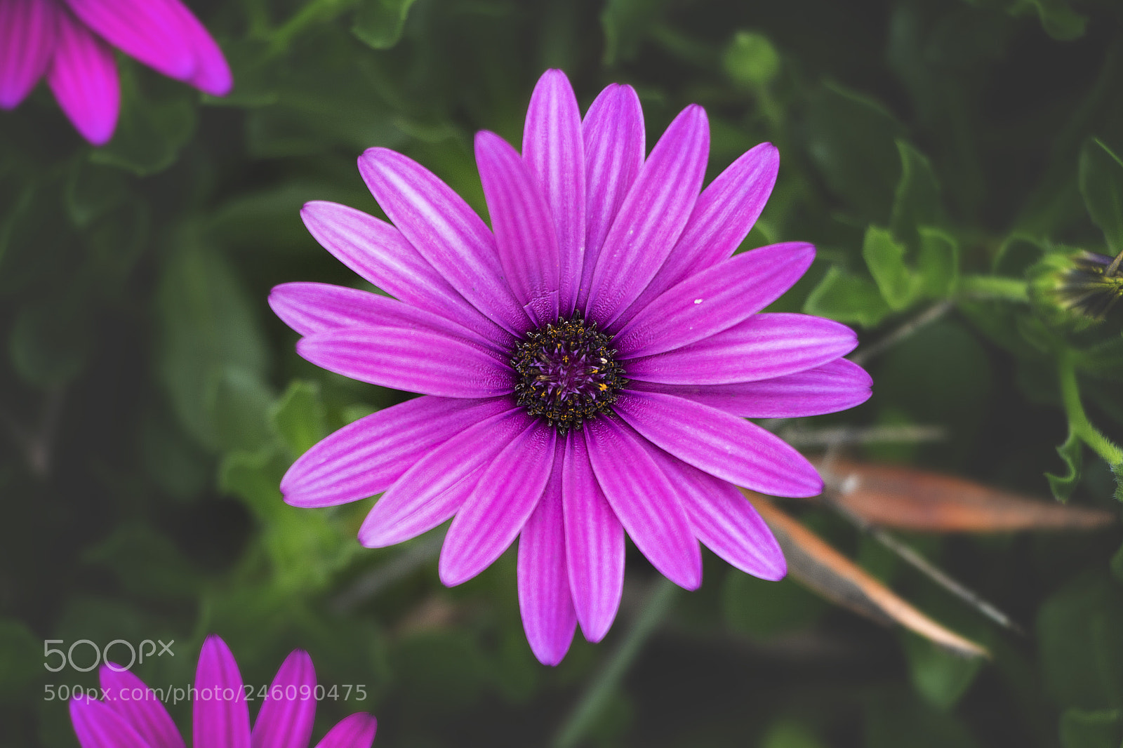 Canon EOS 700D (EOS Rebel T5i / EOS Kiss X7i) sample photo. Beautiful flowers photography