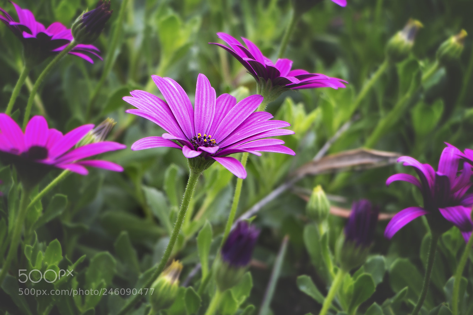 Canon EOS 700D (EOS Rebel T5i / EOS Kiss X7i) sample photo. Beautiful flowers photography