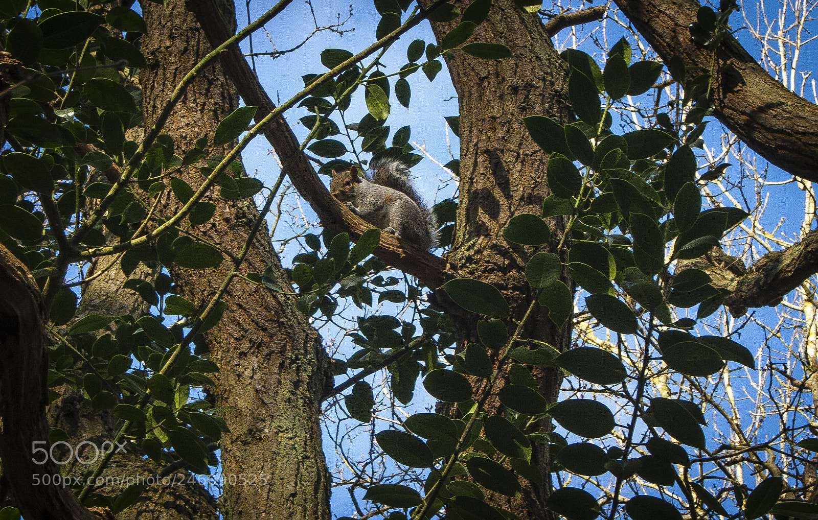 Canon EOS 400D (EOS Digital Rebel XTi / EOS Kiss Digital X) sample photo. Squirrel in the trees photography