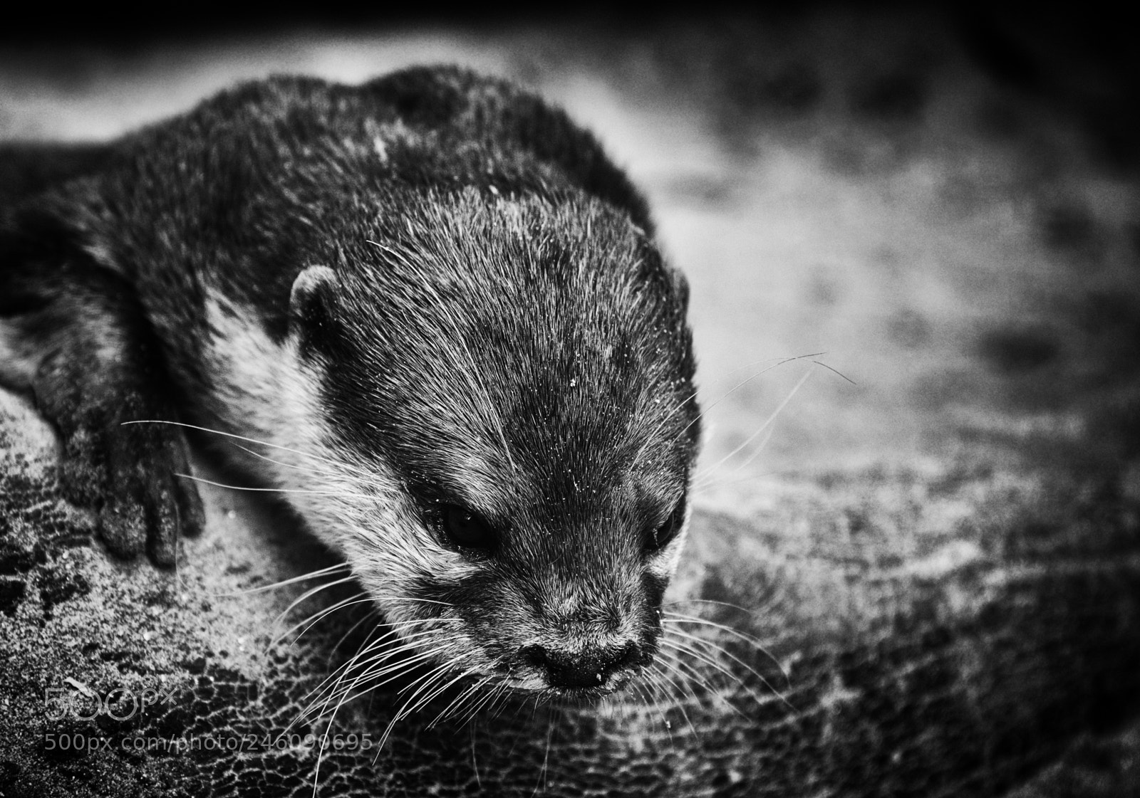 Nikon D800 sample photo. Otter photography