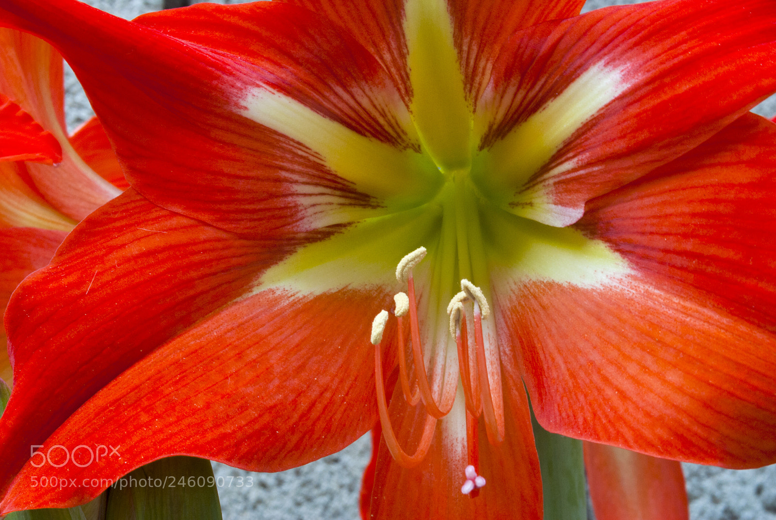Nikon D3000 sample photo. Lilium, red lily with photography