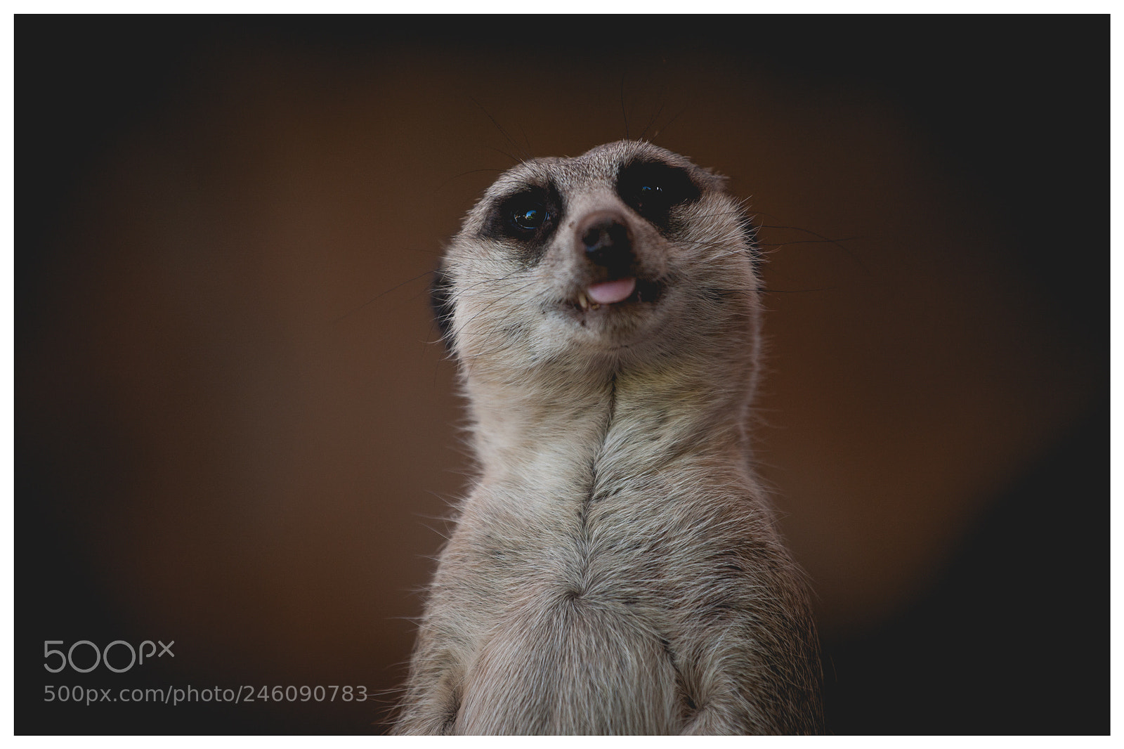 Canon EOS-1Ds Mark III sample photo. Suricata photography