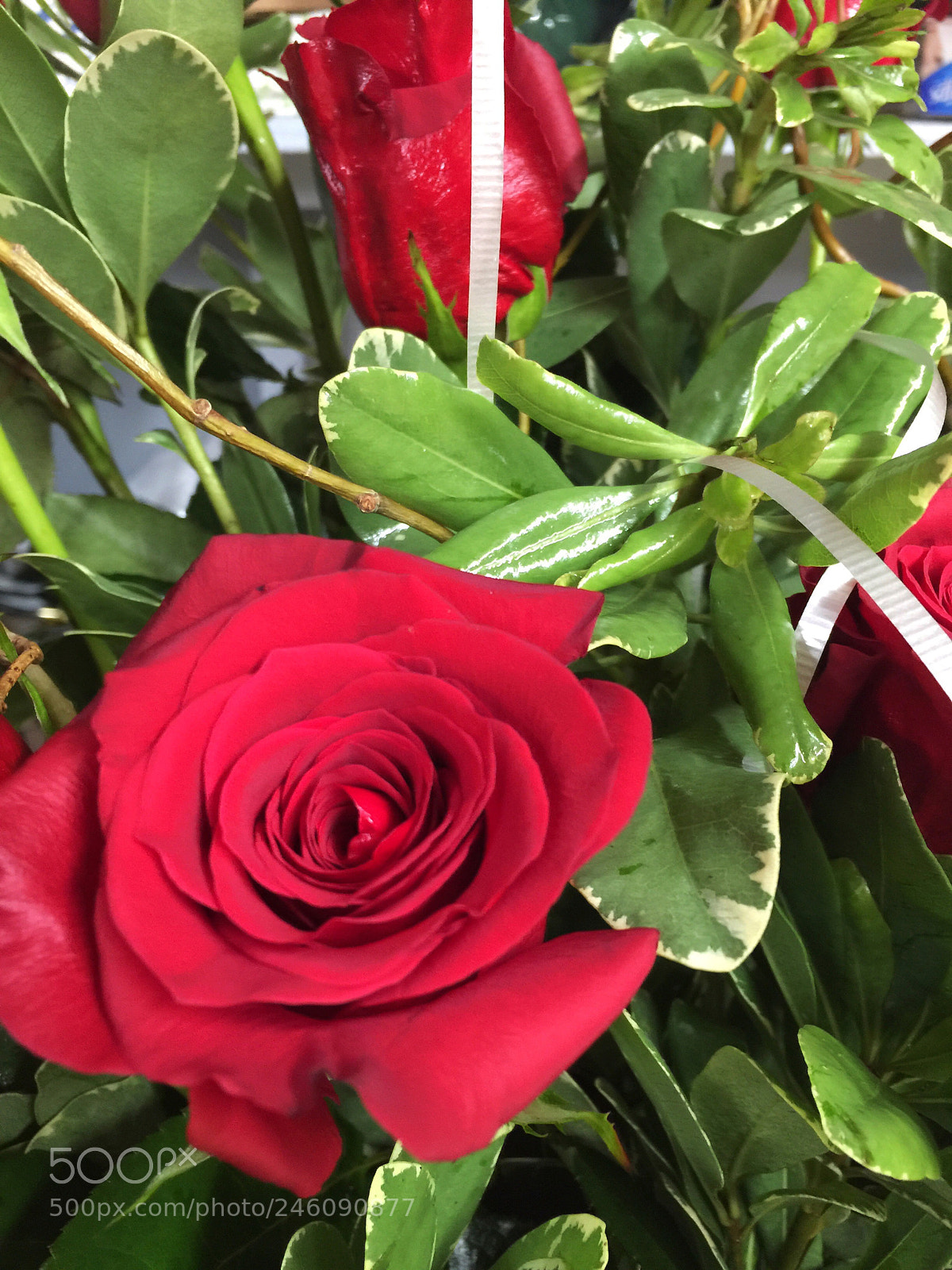 Apple iPhone 6 Plus sample photo. Today’s flower photography