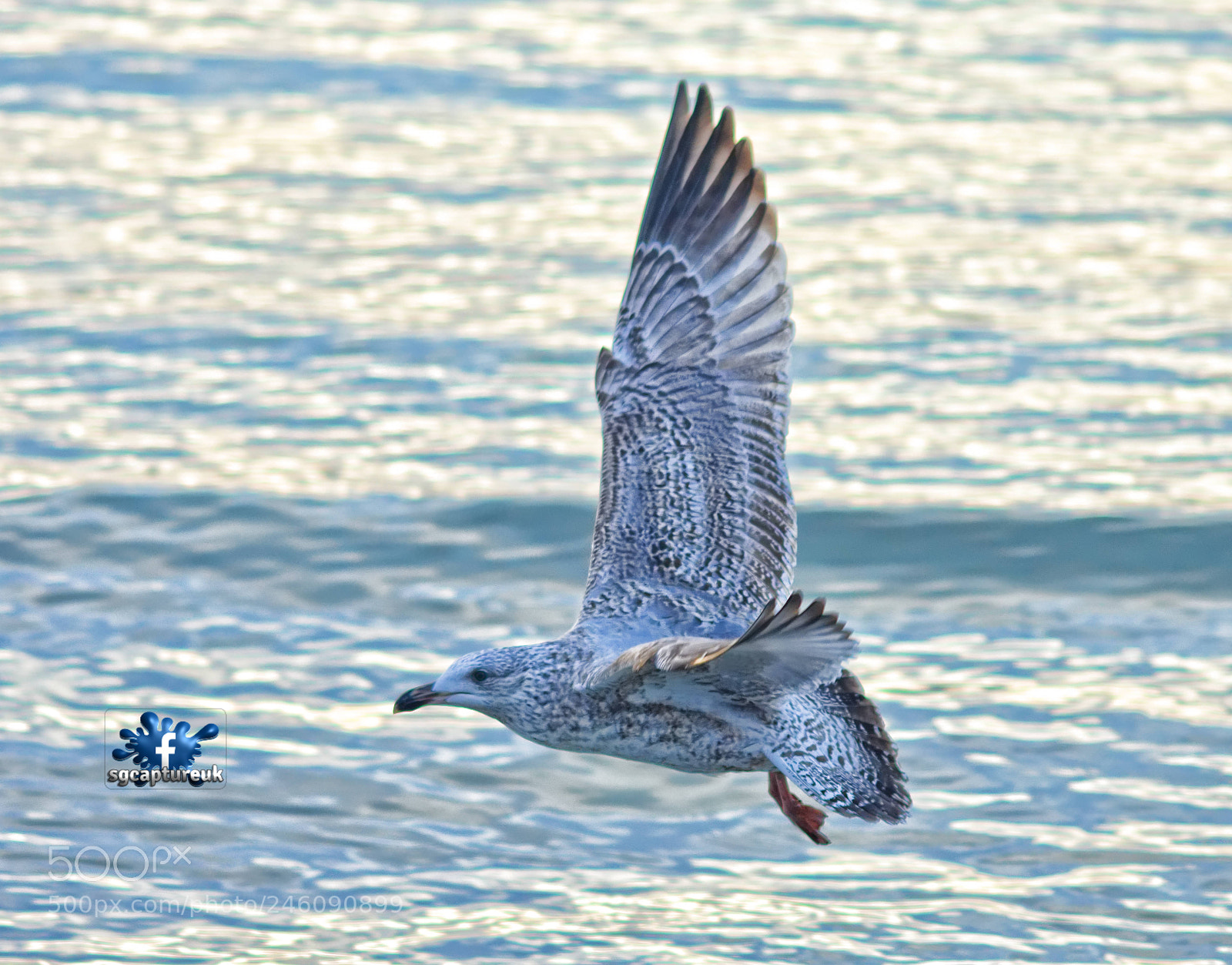 Nikon D3400 sample photo. Beachy bird photography