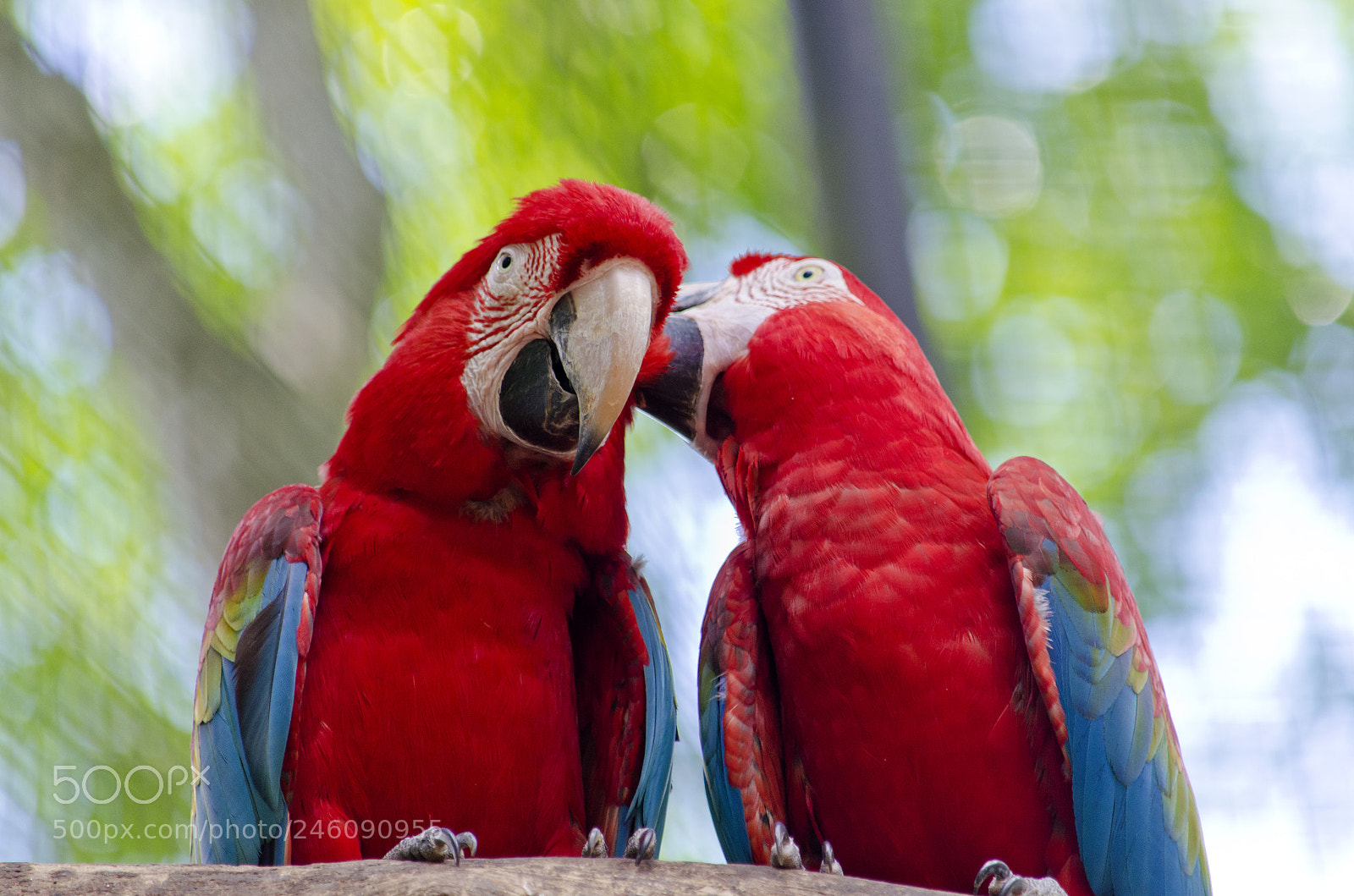 Nikon D5100 sample photo. Saint valentine's day photography