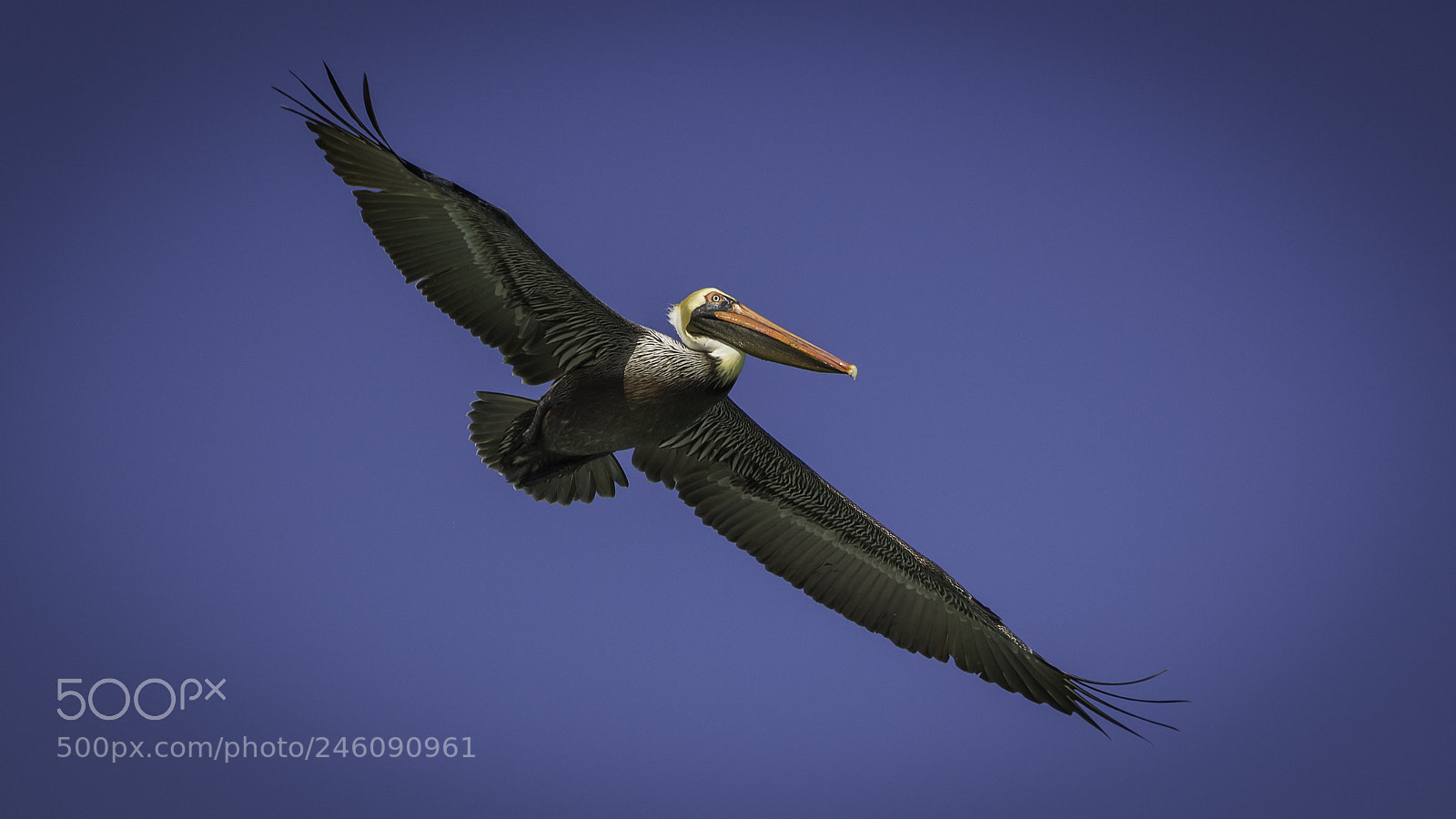 Canon EOS 700D (EOS Rebel T5i / EOS Kiss X7i) sample photo. Wingspan photography
