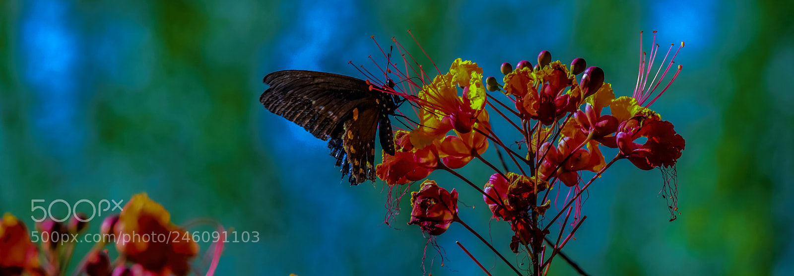 Nikon D5 sample photo. The master of change photography