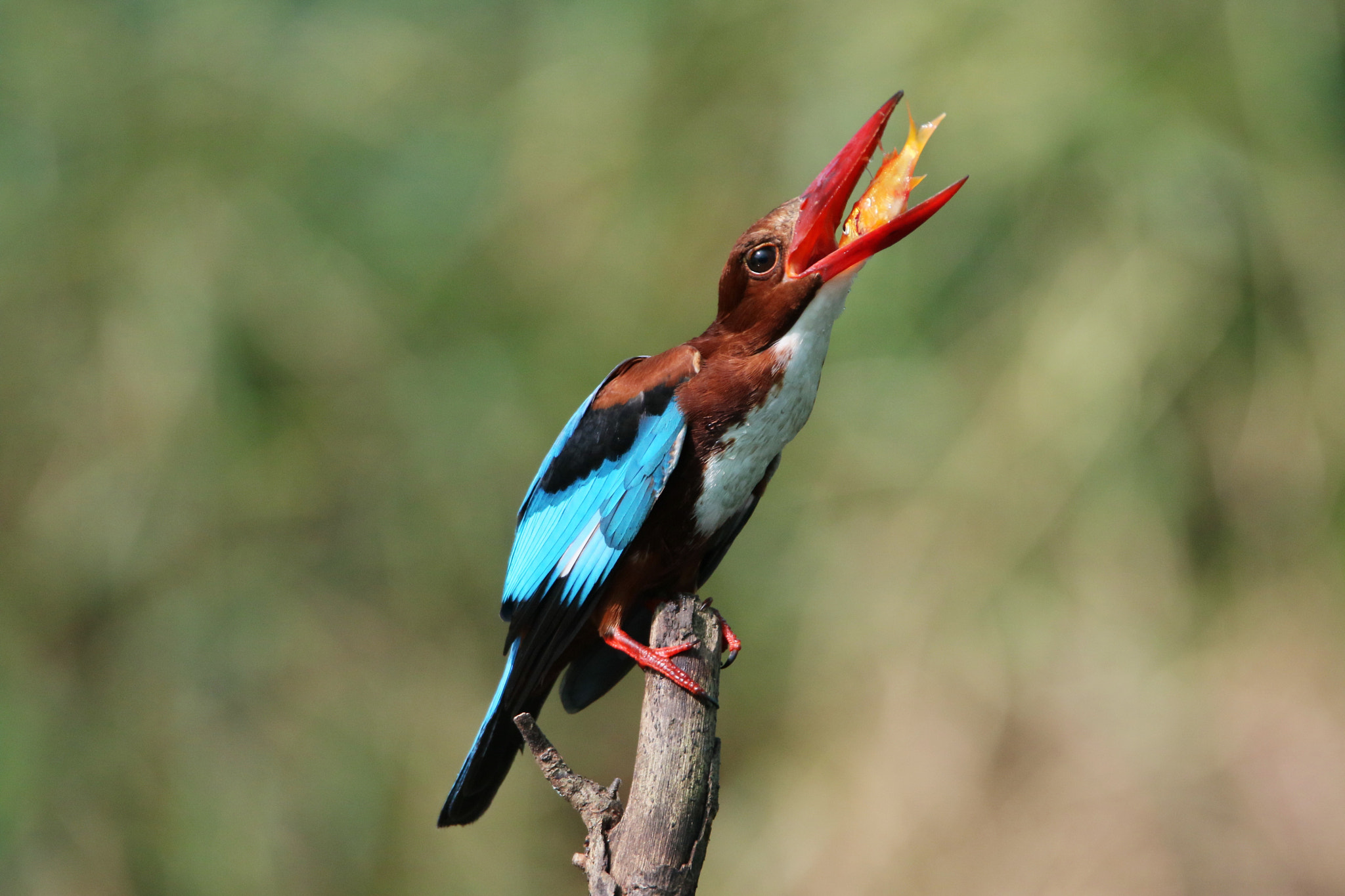 Tamron SP 150-600mm F5-6.3 Di VC USD sample photo