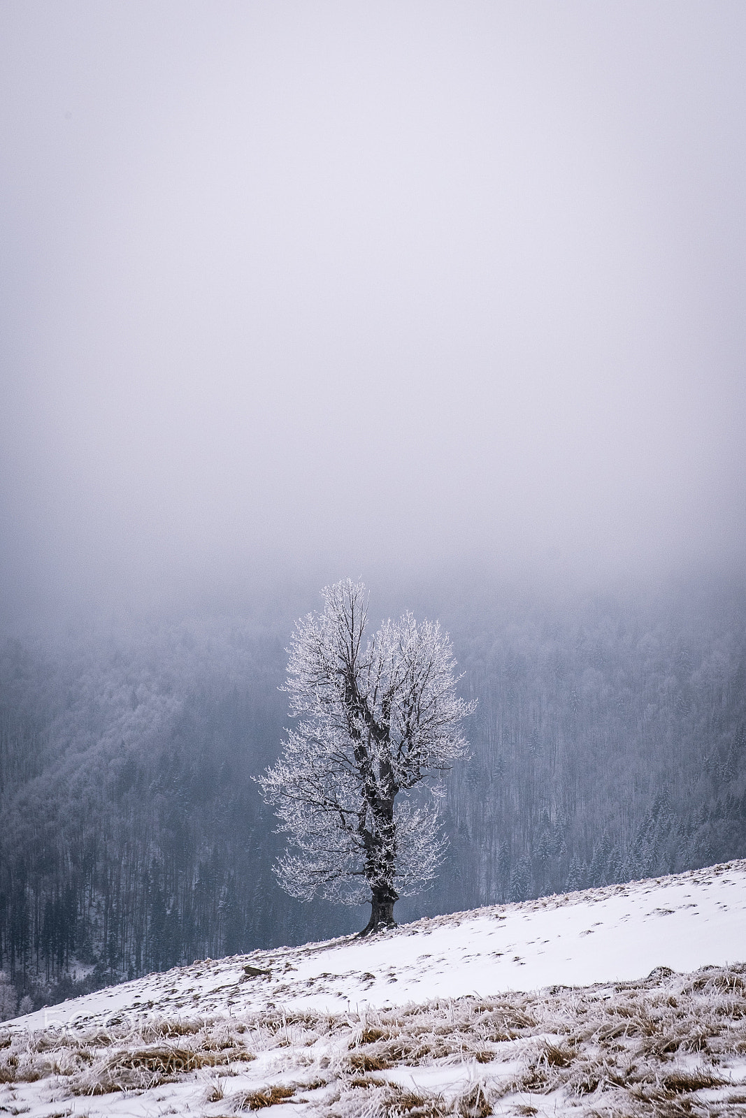 Fujifilm X-T20 sample photo. Winter tree photography