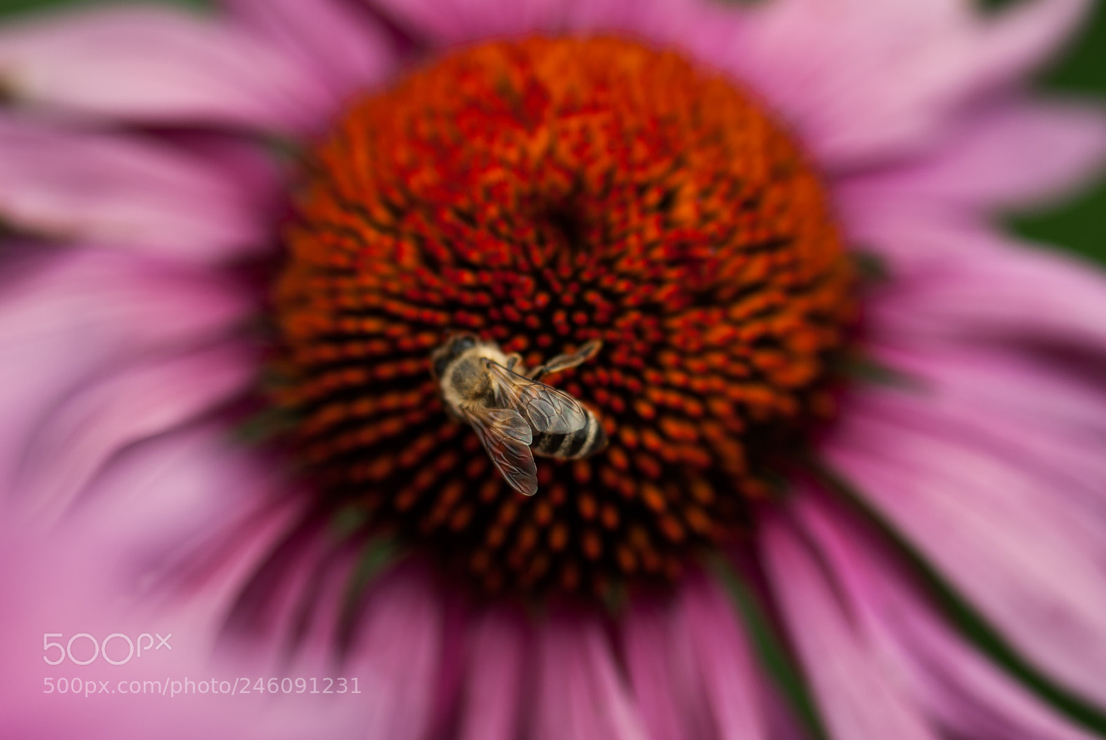 Nikon D60 sample photo. Be polinating pink coneflower photography