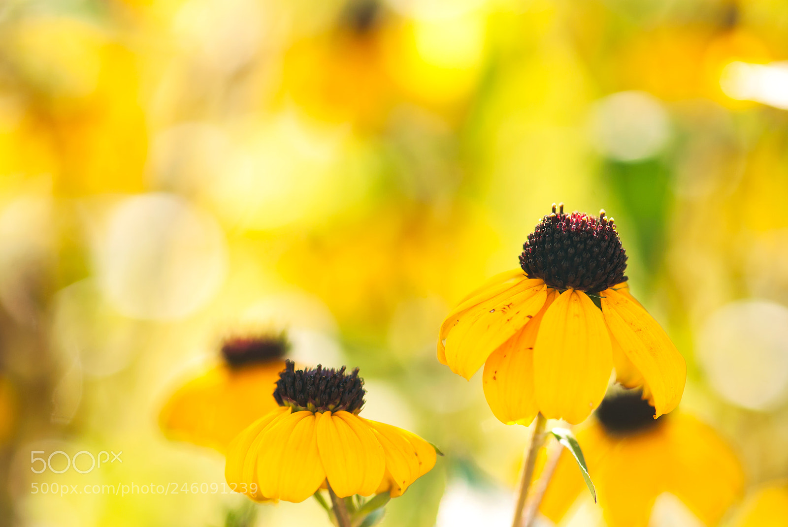 Nikon D60 sample photo. Yellow black eye susan photography
