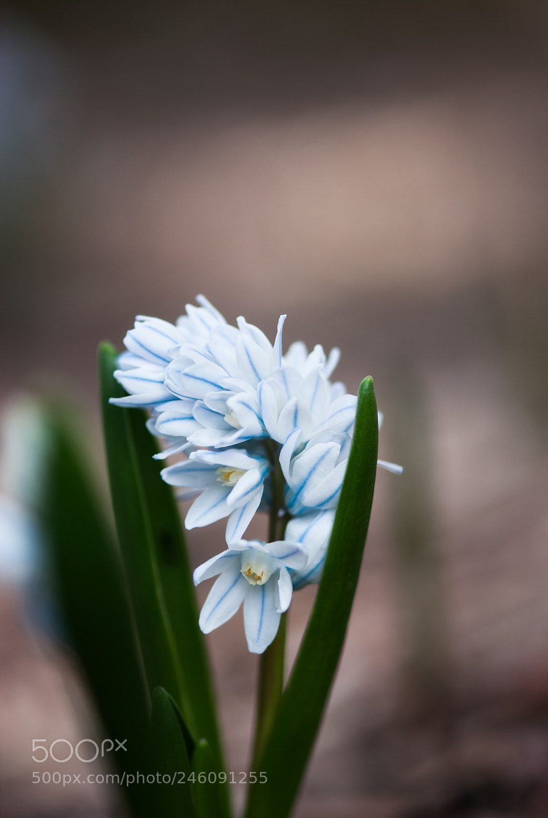 Nikon D60 sample photo. Cluster of squill flowers photography