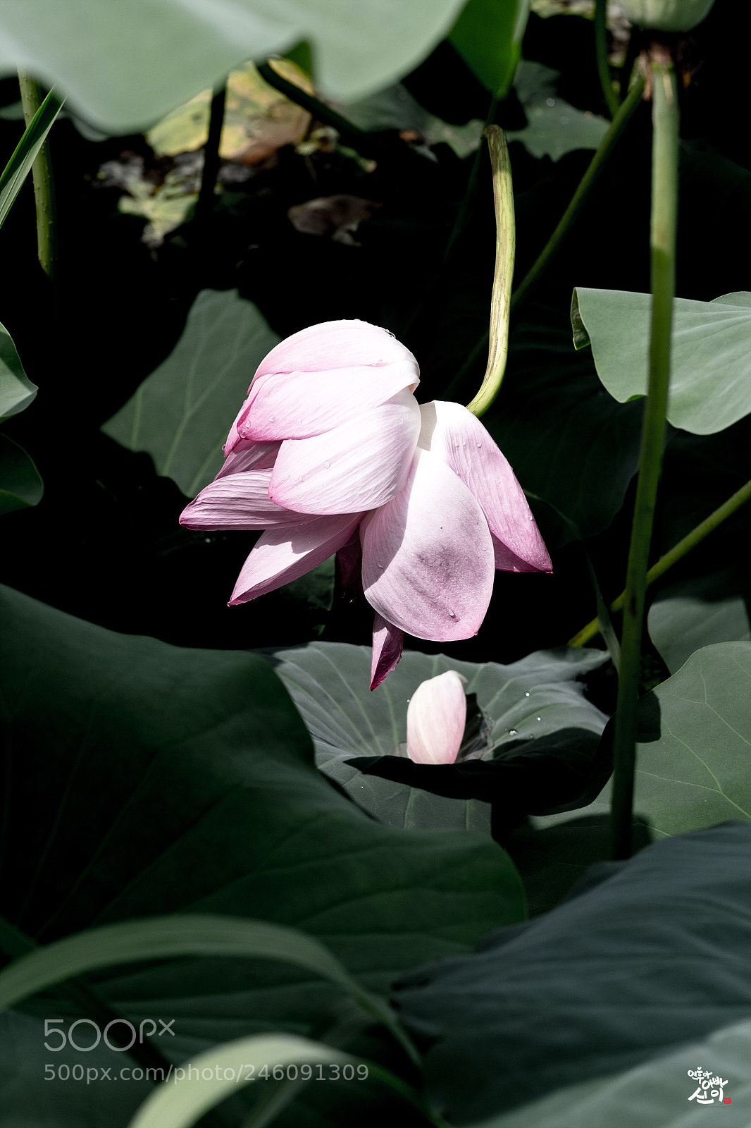 Fujifilm X-T2 sample photo. Fold and fall photography