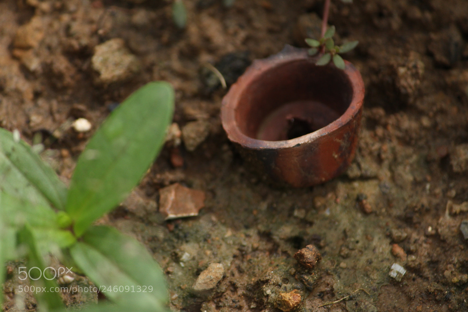 Canon EF-S 55-250mm F4-5.6 IS II sample photo. Tiny pot... photography