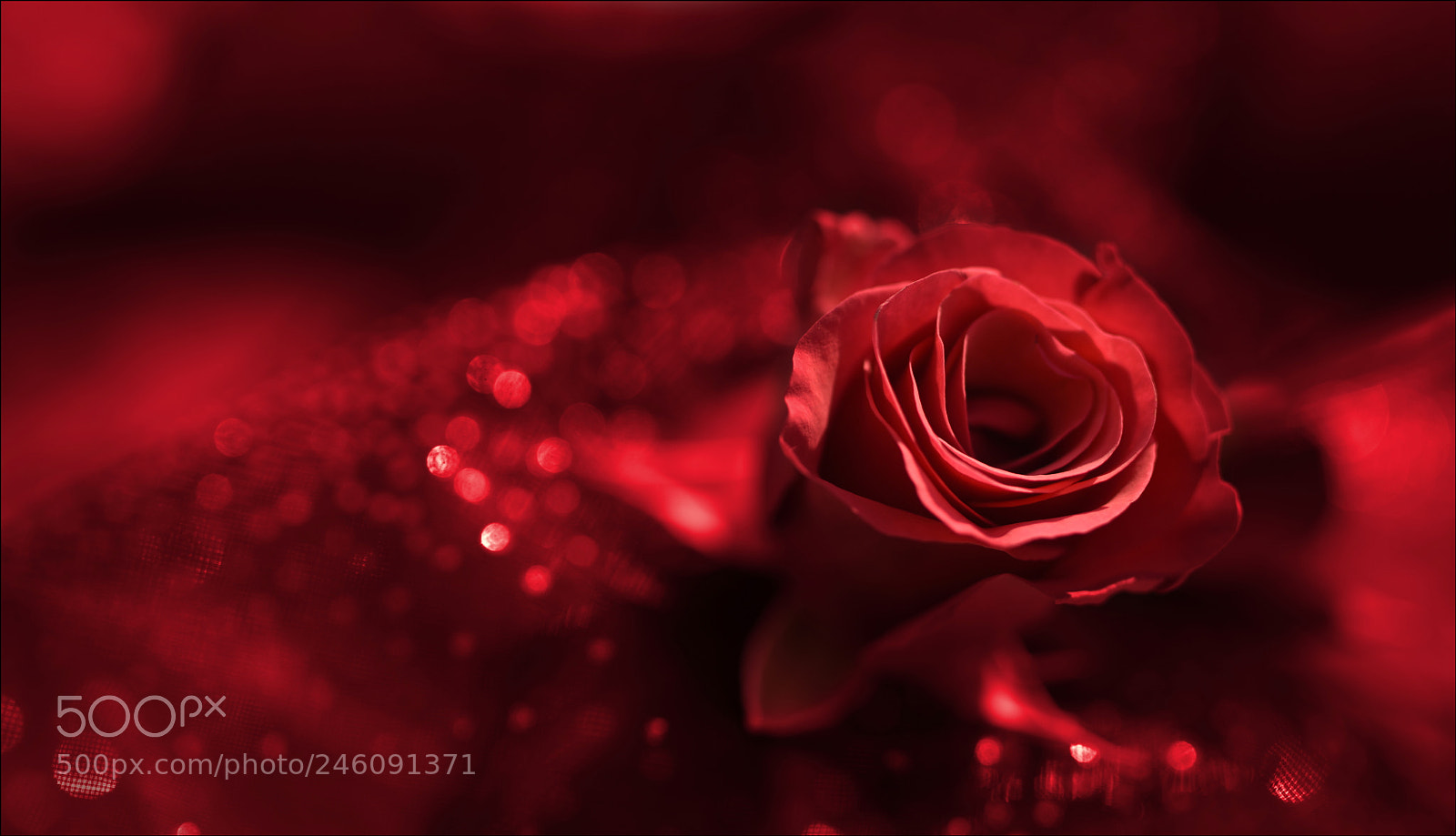 Nikon D810 sample photo. °happy.valentines° photography