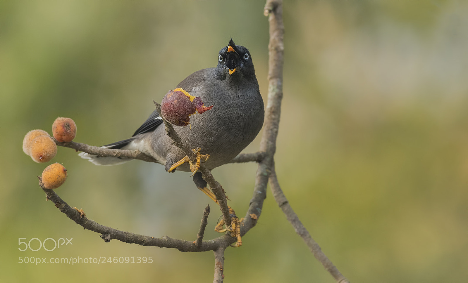 Nikon D500 sample photo. Jungle myna photography