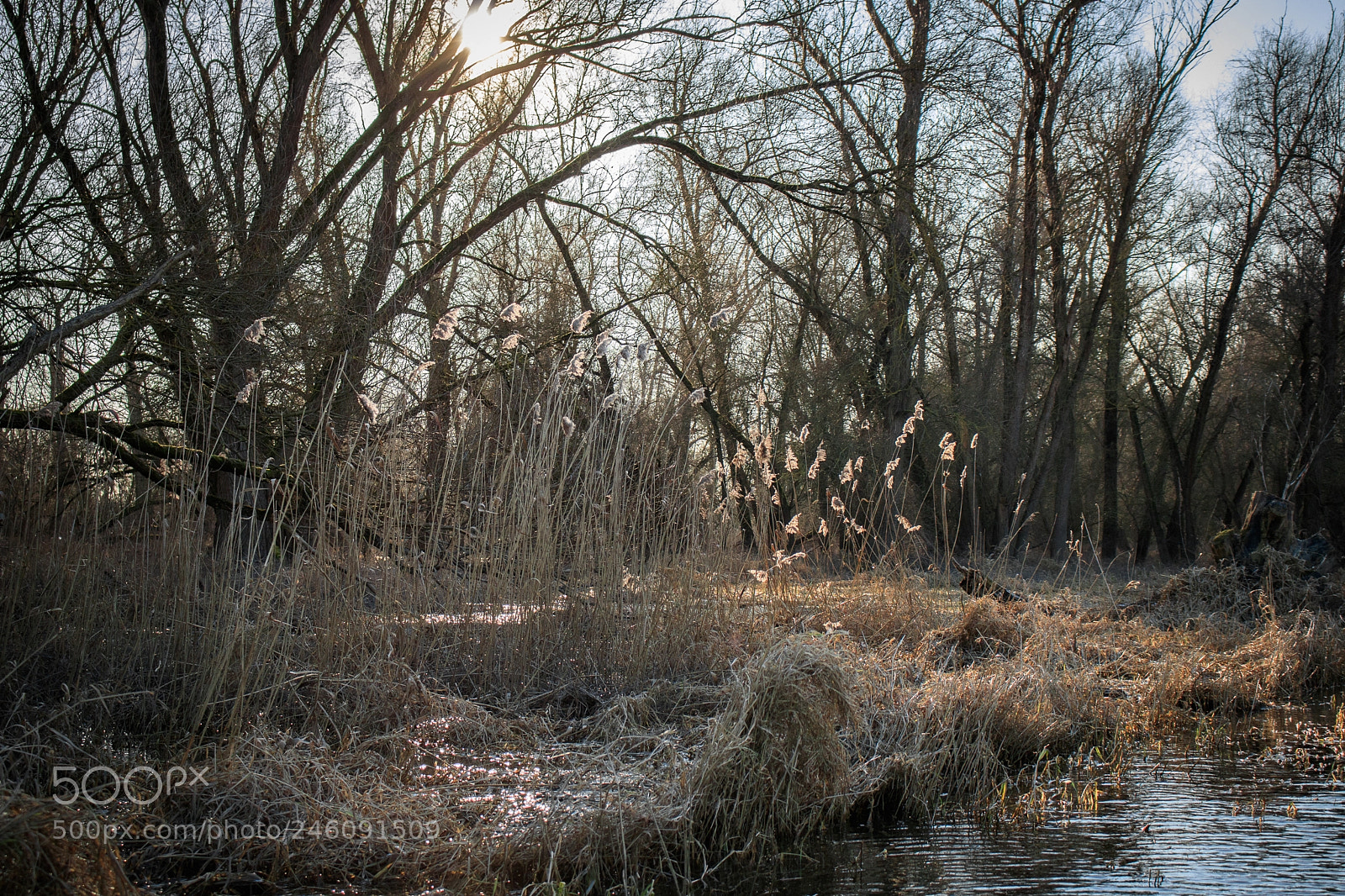 Canon EOS 750D (EOS Rebel T6i / EOS Kiss X8i) sample photo. Dancing reed photography