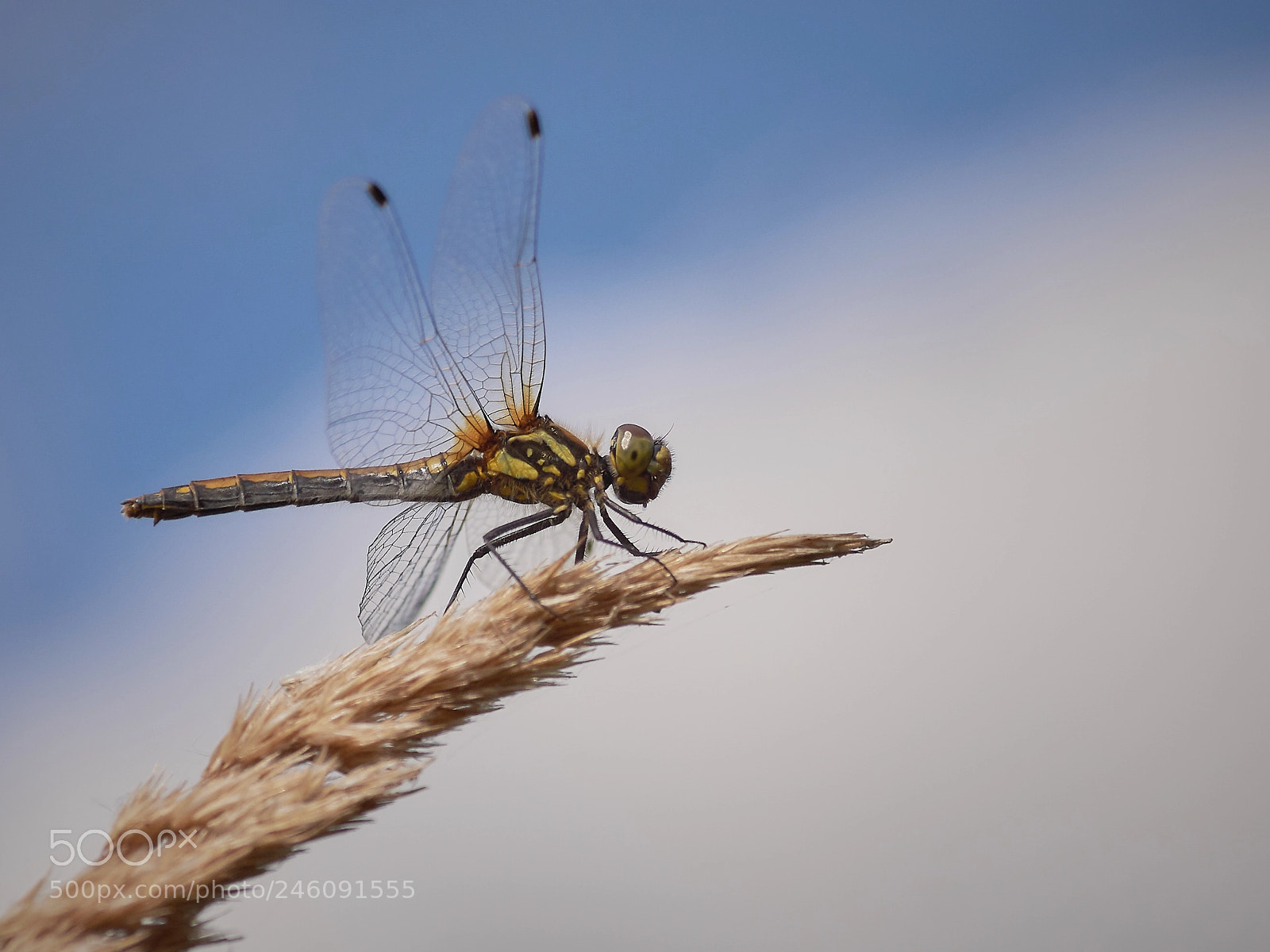 Sony SLT-A77 sample photo. Dragonfly photography