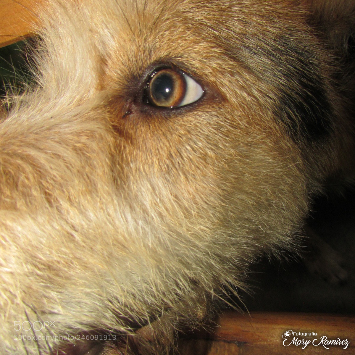 Canon PowerShot SX500 IS sample photo. Firma photography