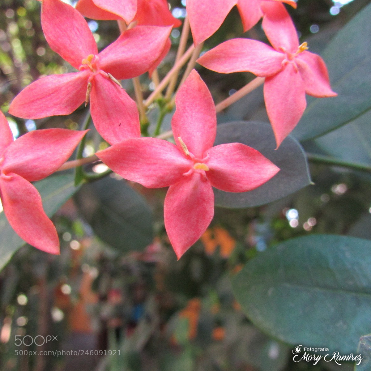 Canon PowerShot SX500 IS sample photo. Firma photography