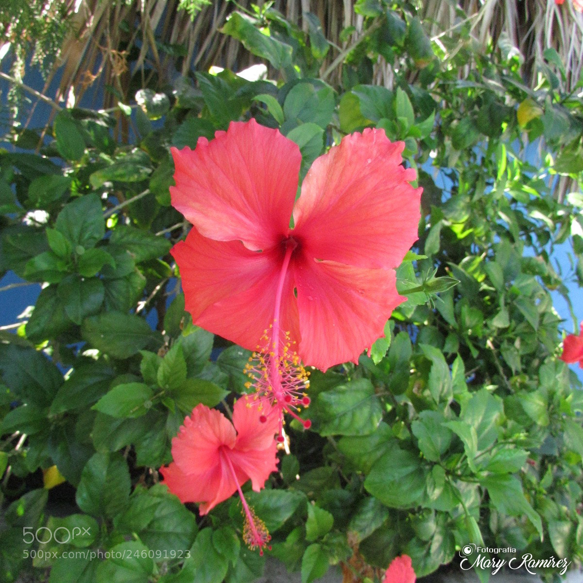 Canon PowerShot SX500 IS sample photo. Firma photography