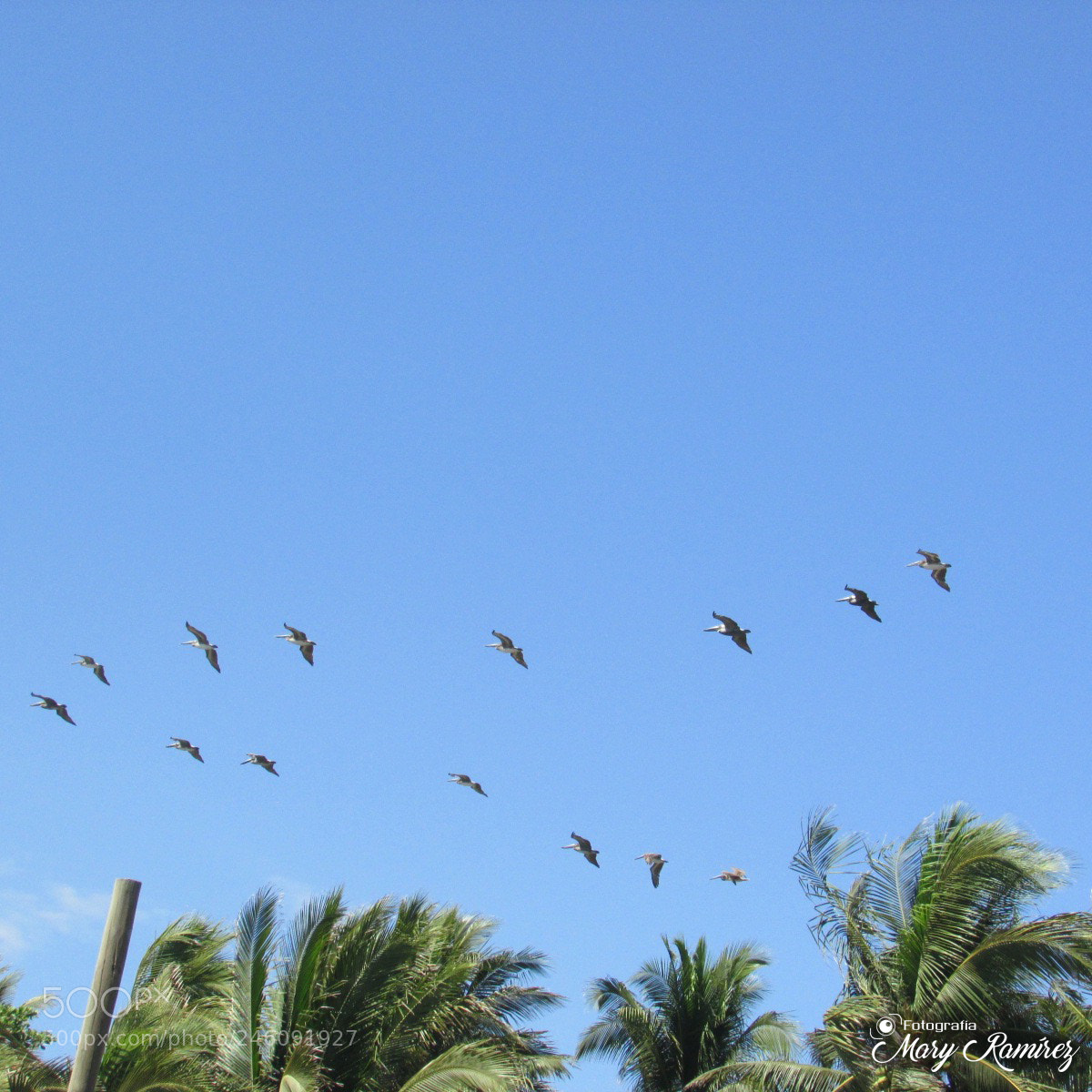 Canon PowerShot SX500 IS sample photo. Firma photography