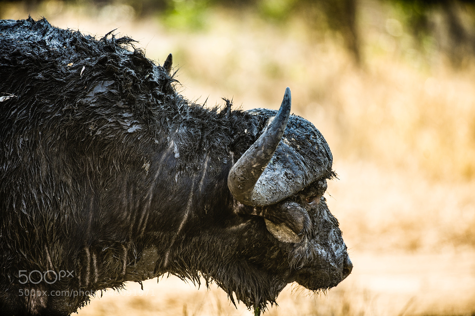 Sony a7 II sample photo. Mud buffalo photography