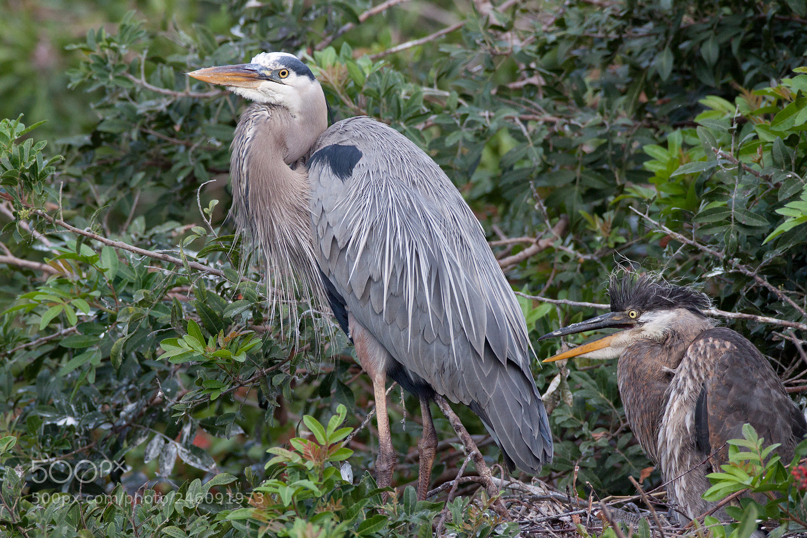 Canon EOS 50D sample photo. Great blue heron photography