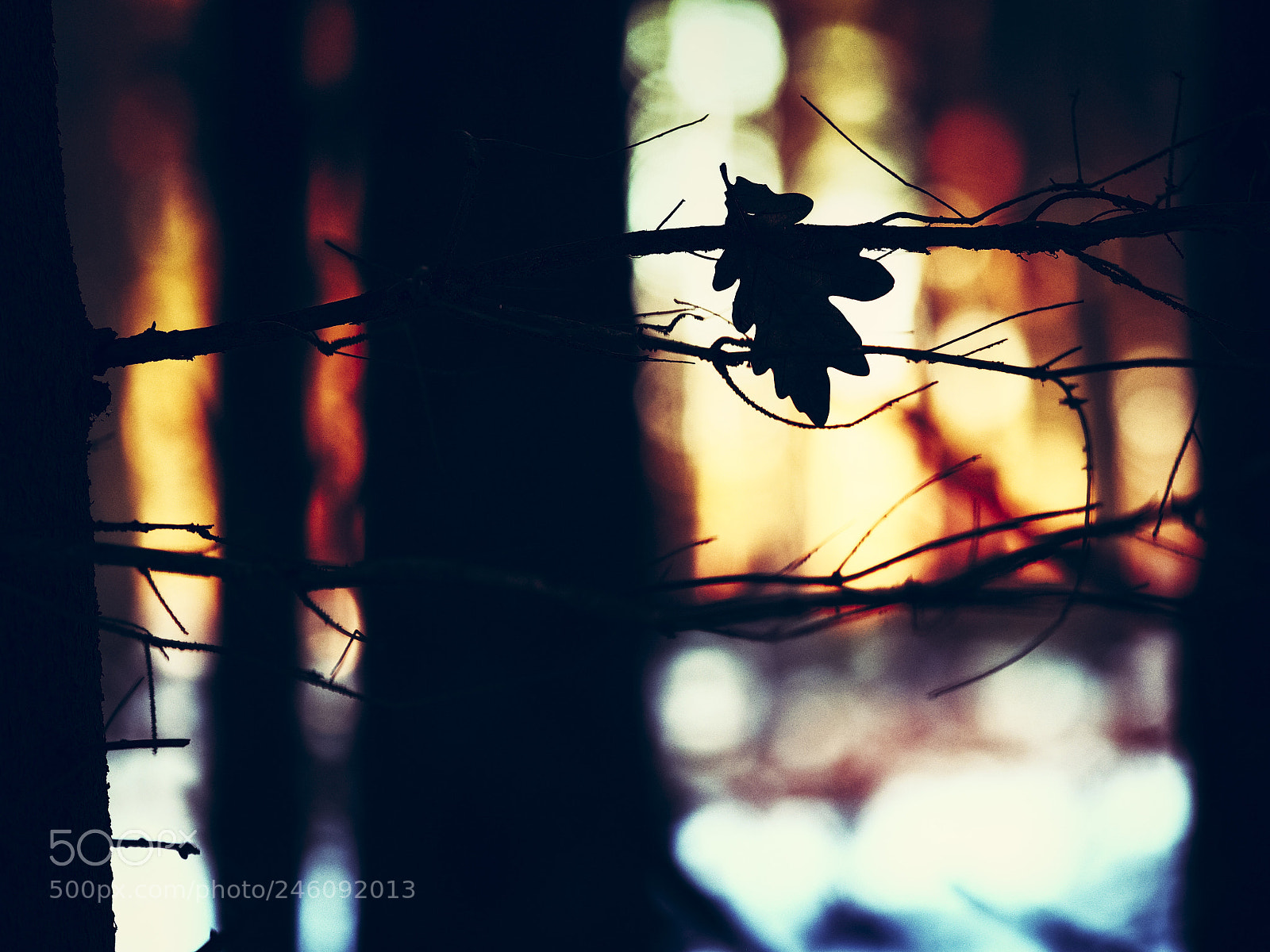 Olympus OM-D E-M1 sample photo. Midwinter shadows photography