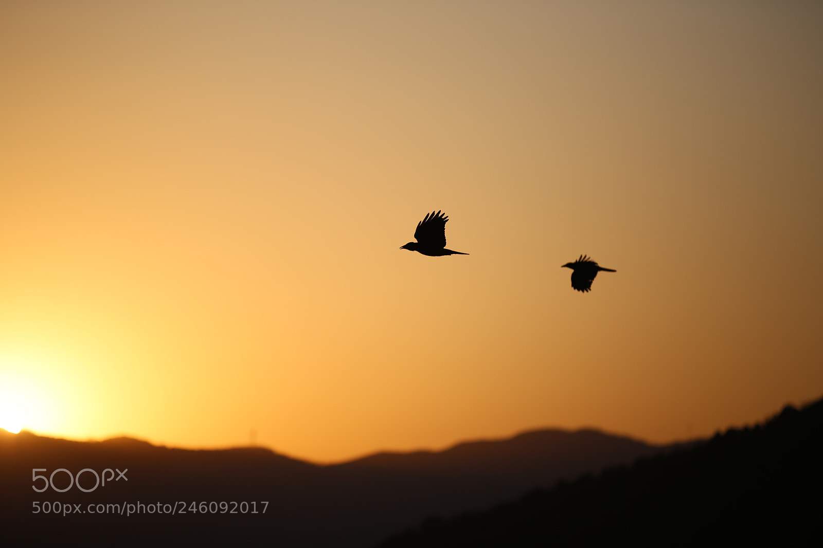 Canon EF 70-200mm F2.8L IS II USM sample photo. Bird in the twilight photography