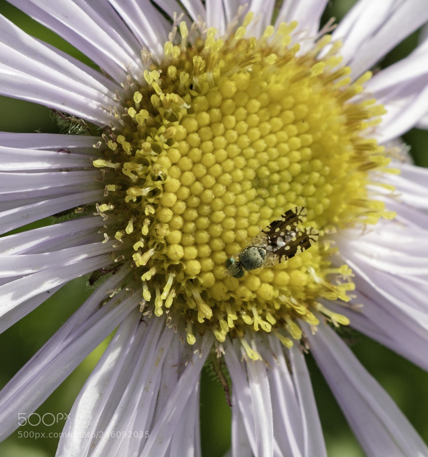 Canon EOS 7D Mark II sample photo. Fly pollinator photography