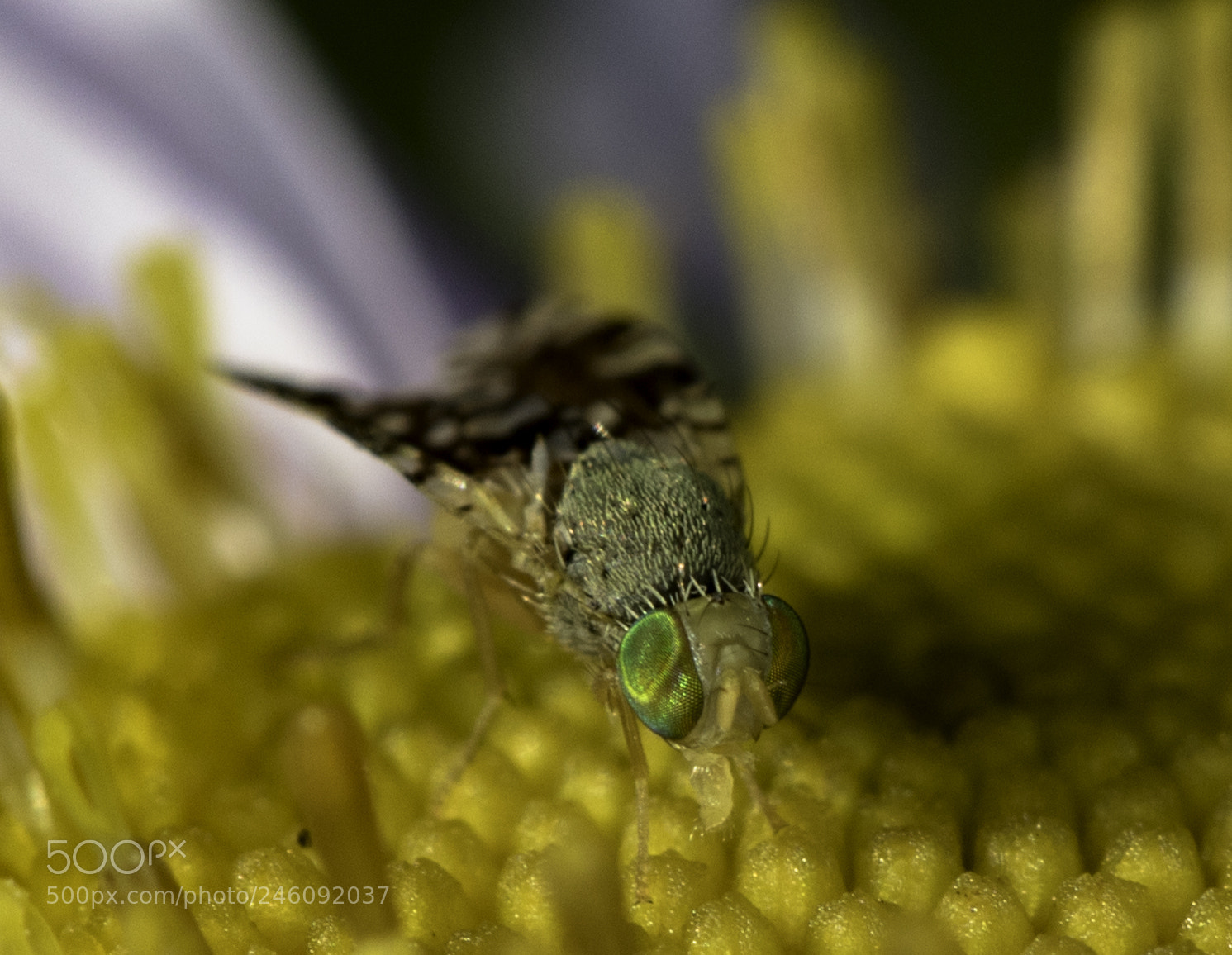 Canon EOS 7D Mark II sample photo. Fly pollinator2 photography