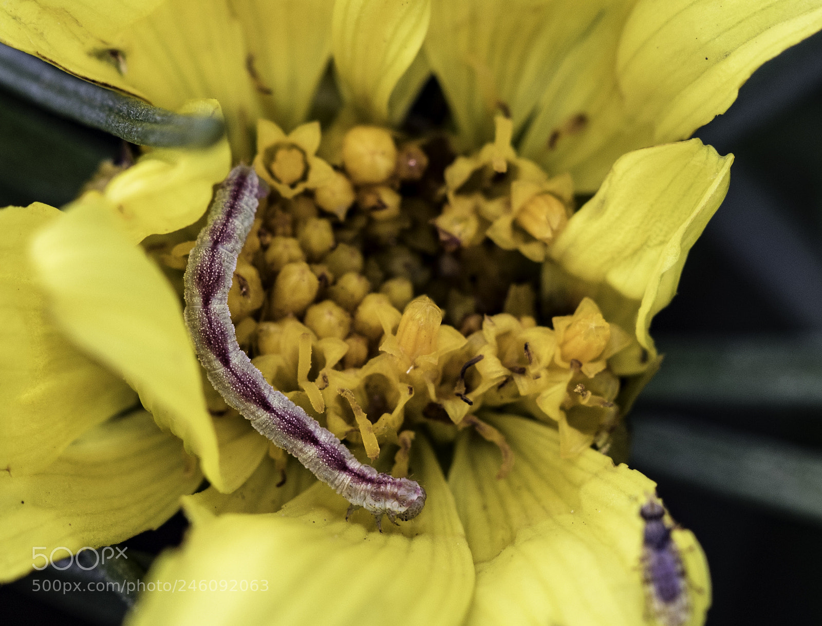 Canon EOS 7D Mark II sample photo. Caterpillar1 photography