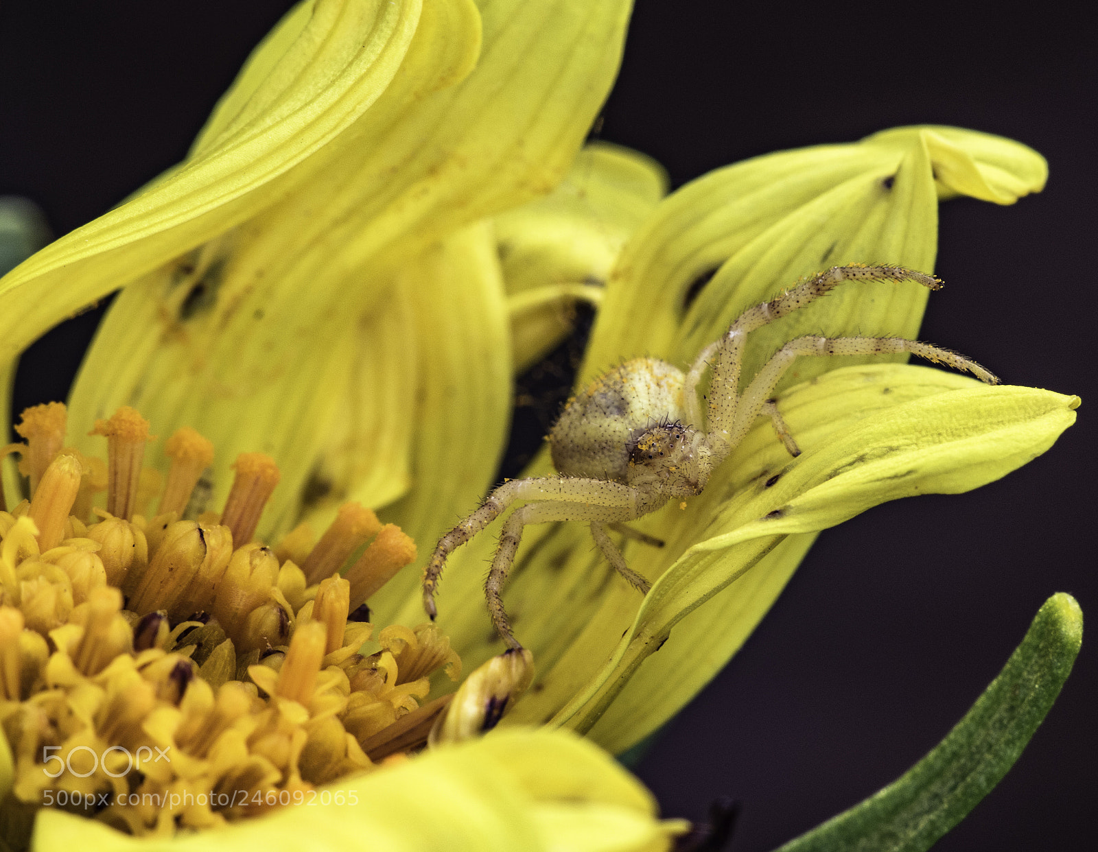Canon EOS 7D Mark II sample photo. Crab spider photography