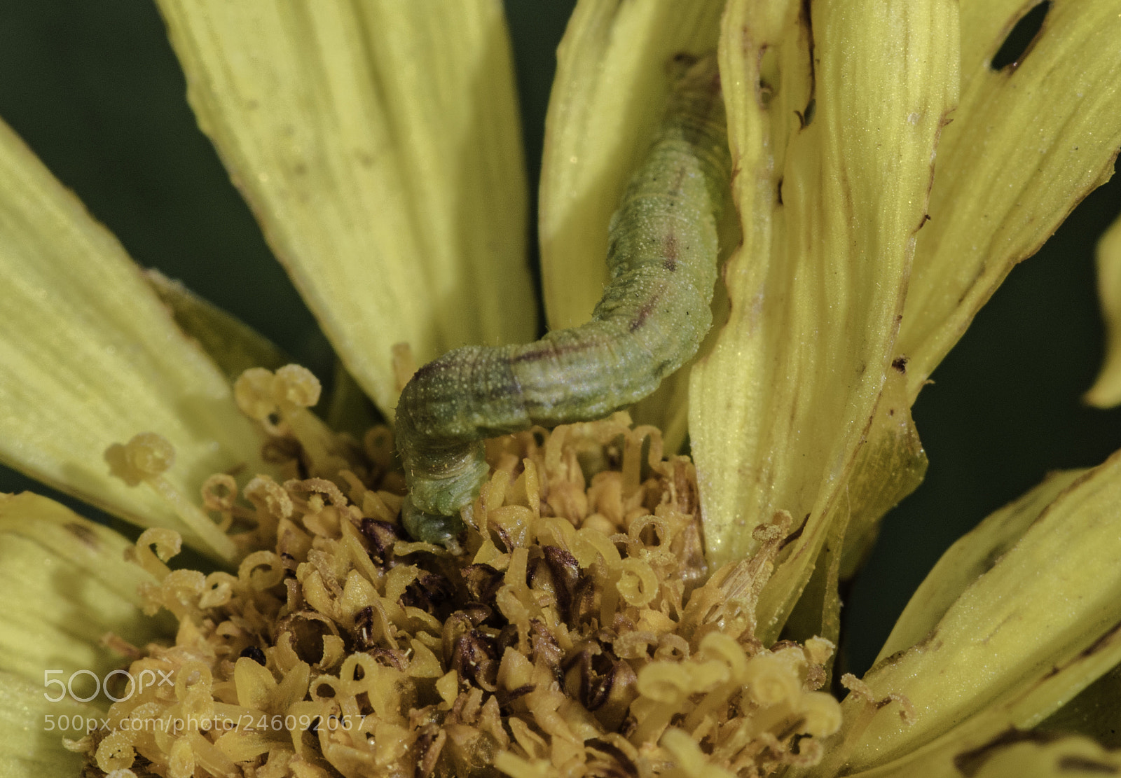 Canon EOS 7D Mark II sample photo. Caterpillar2 photography