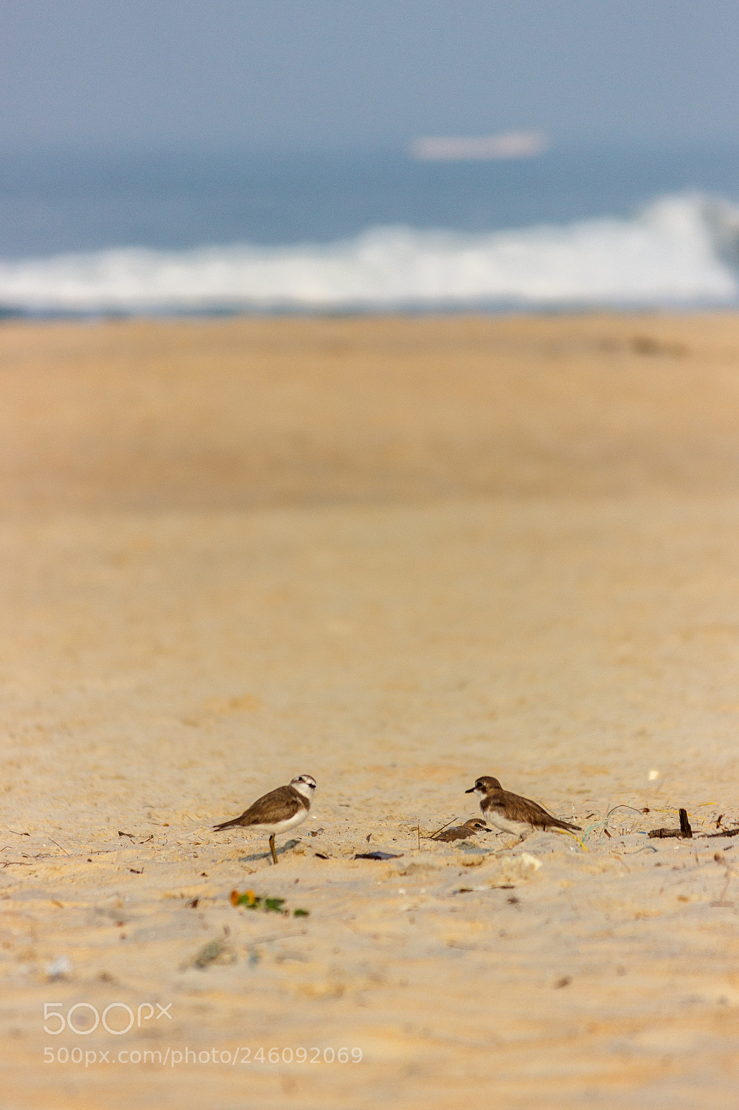 Canon EOS 600D (Rebel EOS T3i / EOS Kiss X5) sample photo. Couple of sandpipers photography