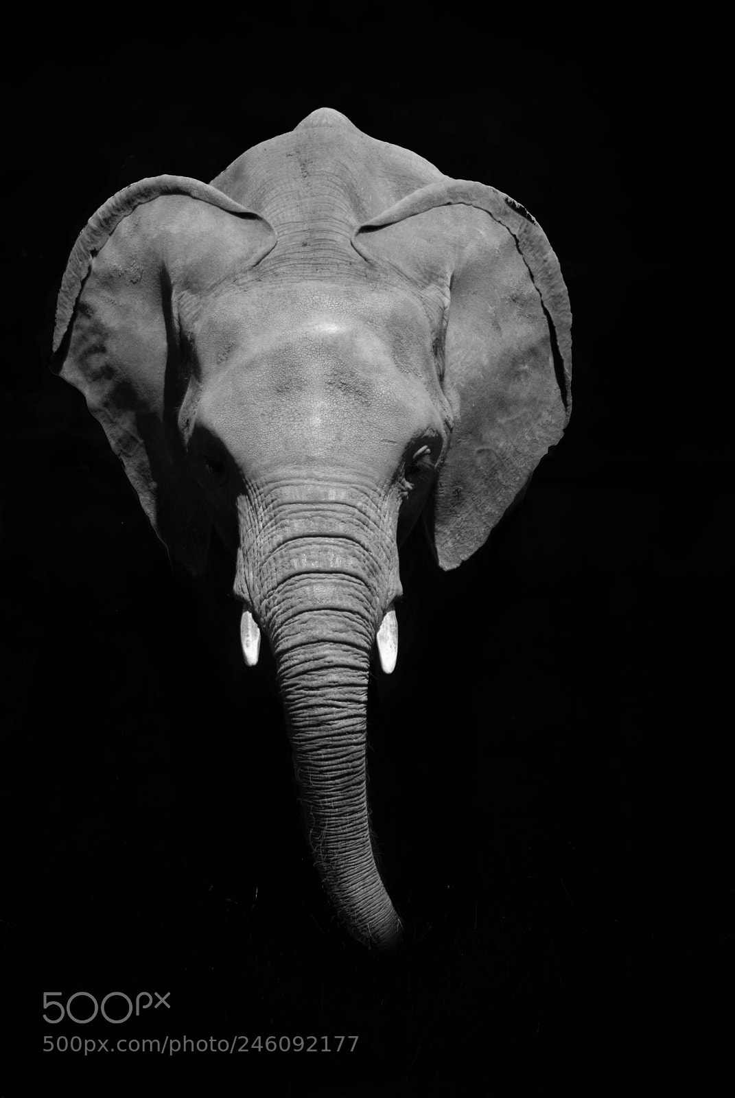 Nikon D3000 sample photo. Elefante photography