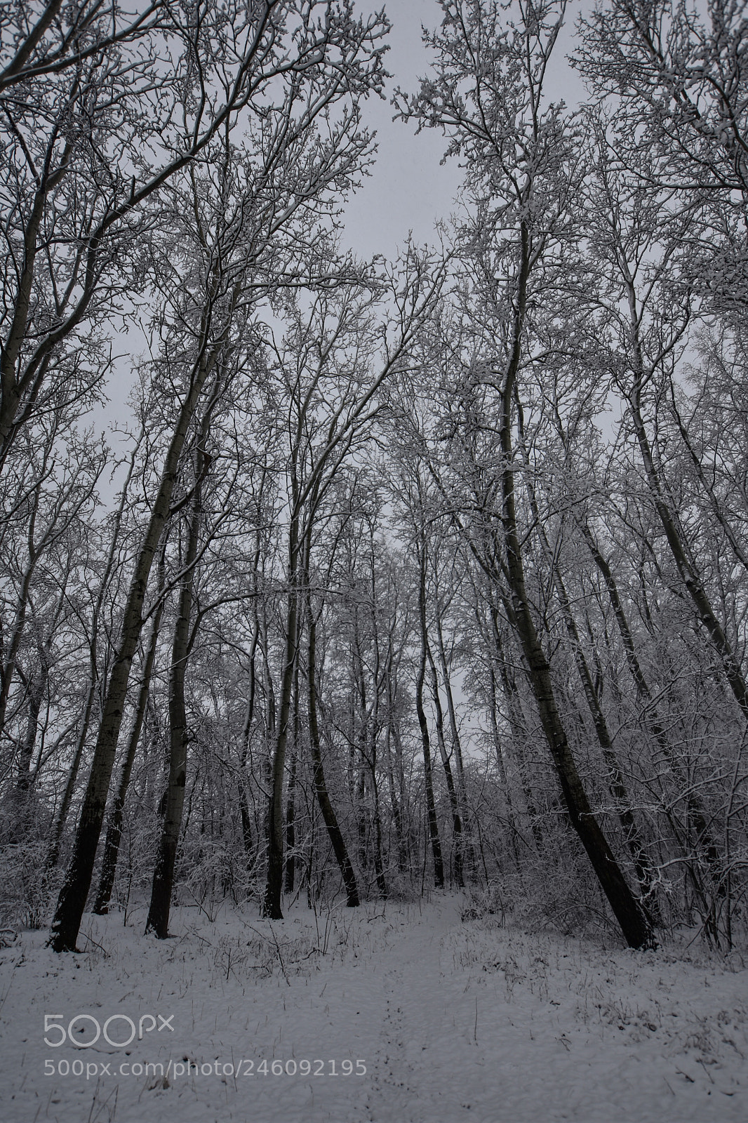Nikon D7200 sample photo. Untitled photography