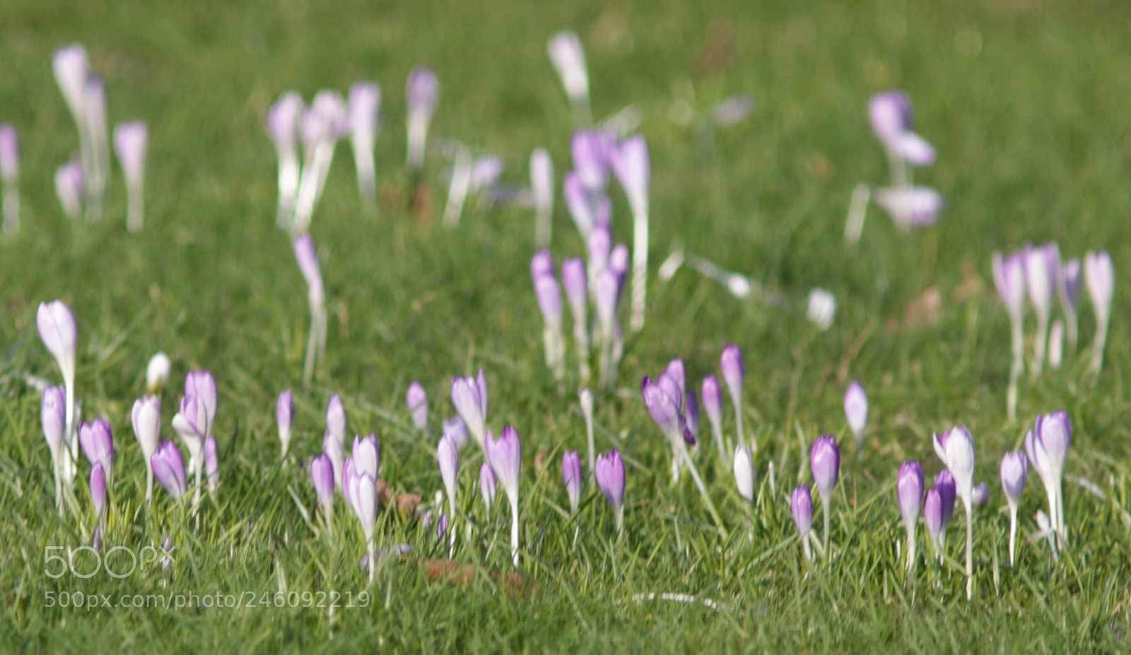 Canon EOS 7D Mark II sample photo. Voorjaarsboden oja photography