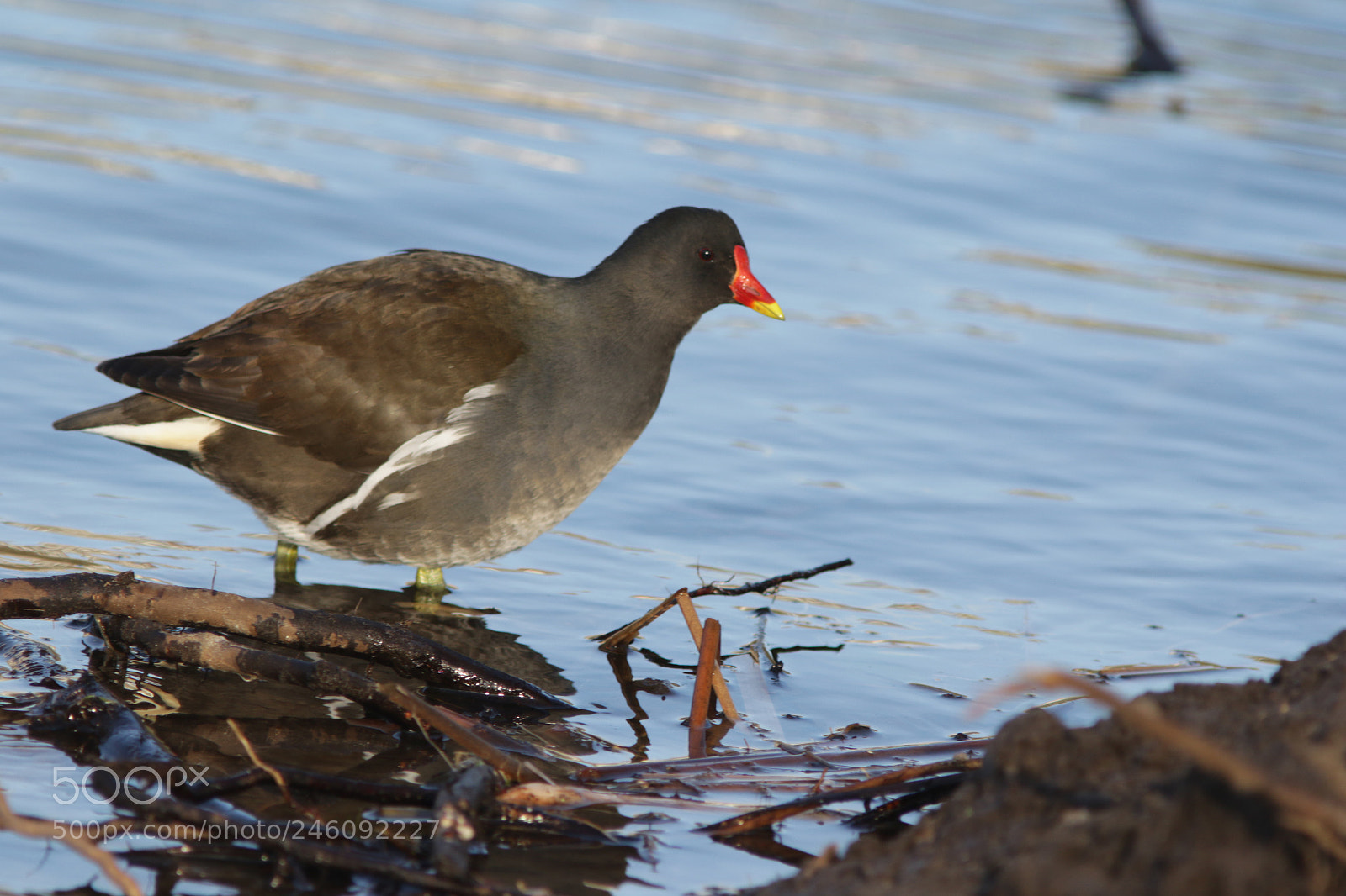 Canon EOS 7D Mark II sample photo. Waterhoen oja photography