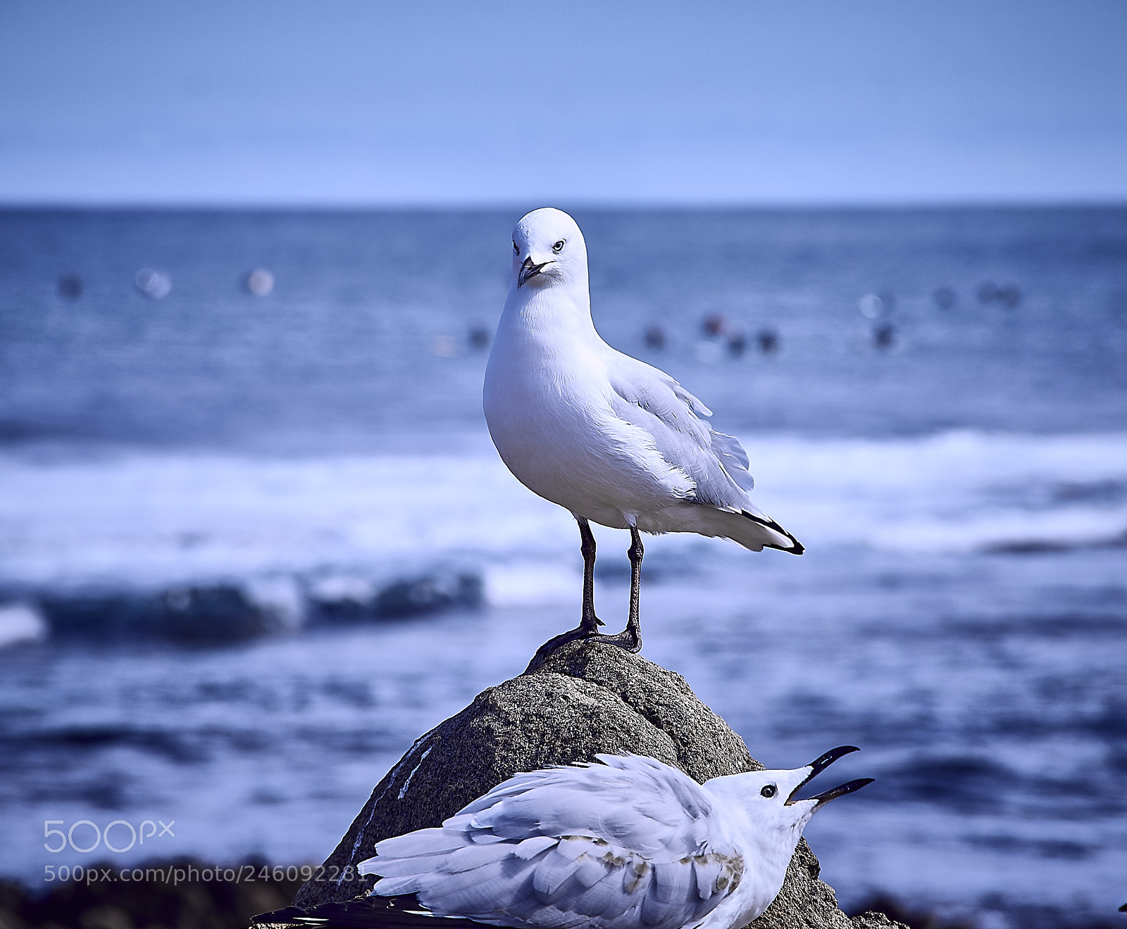 Canon EOS 60D sample photo. I'am the boss photography