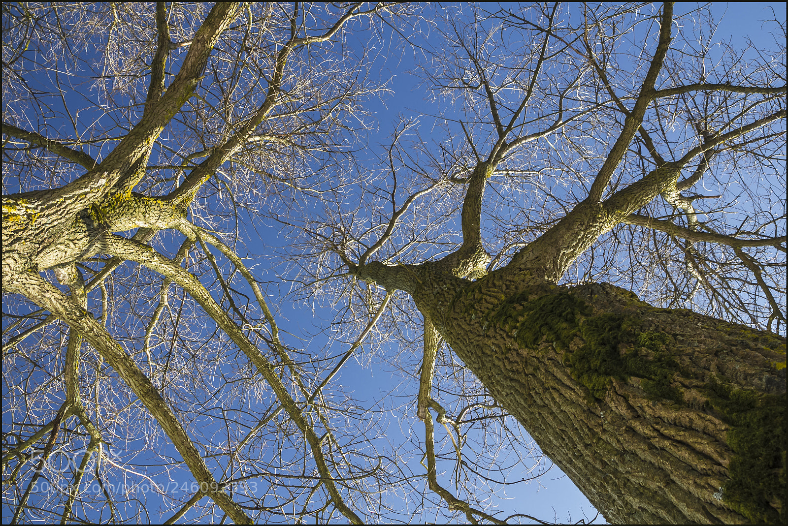 Canon EOS 60D sample photo. Trees and blue sky ... photography