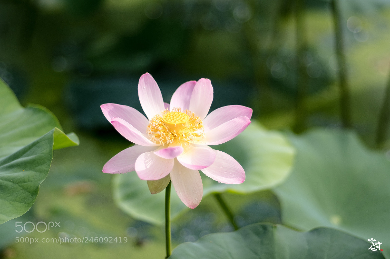 Fujifilm X-T2 sample photo. Summer flower photography
