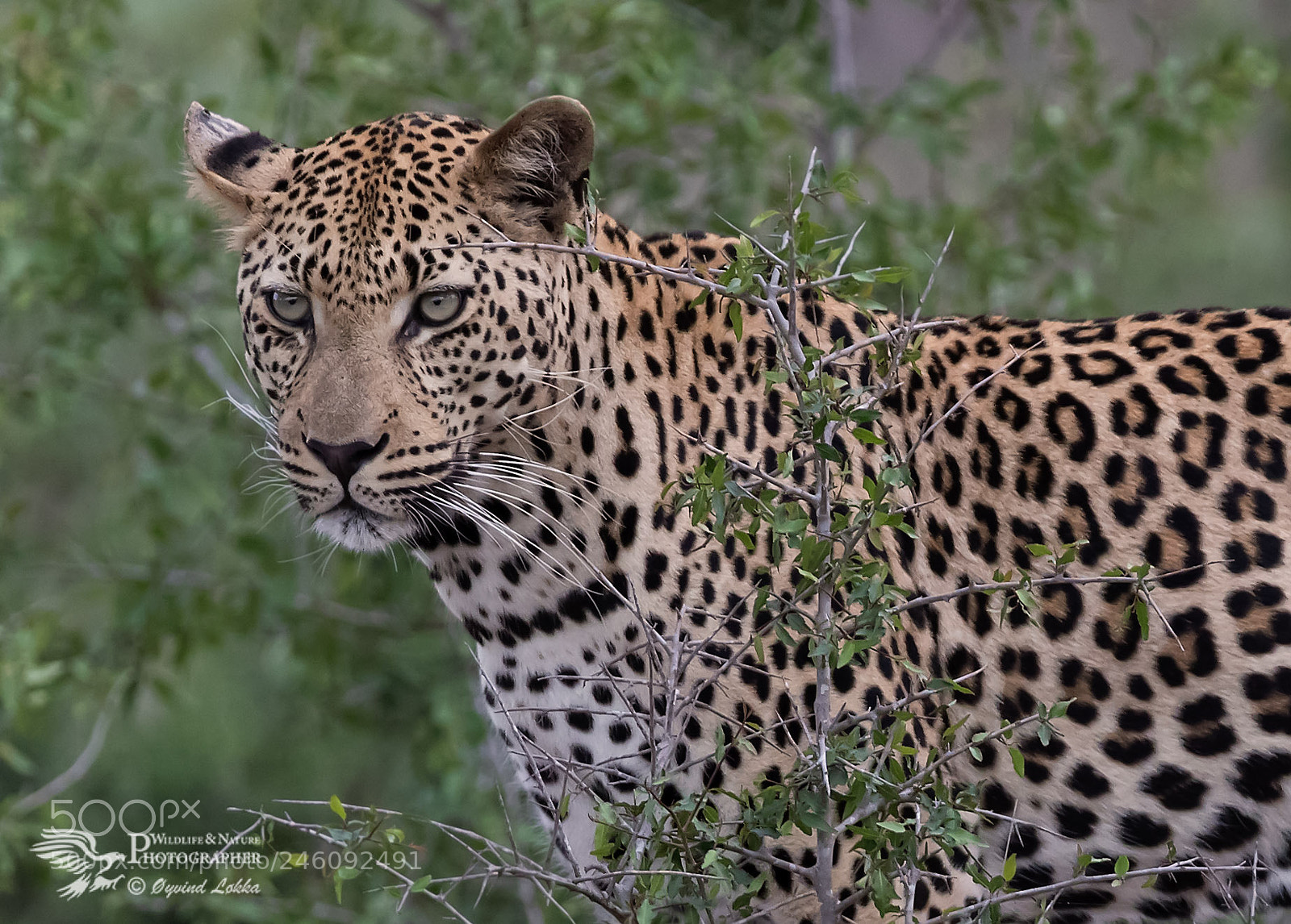 Canon EOS-1D X Mark II sample photo. Beautiful animals photography