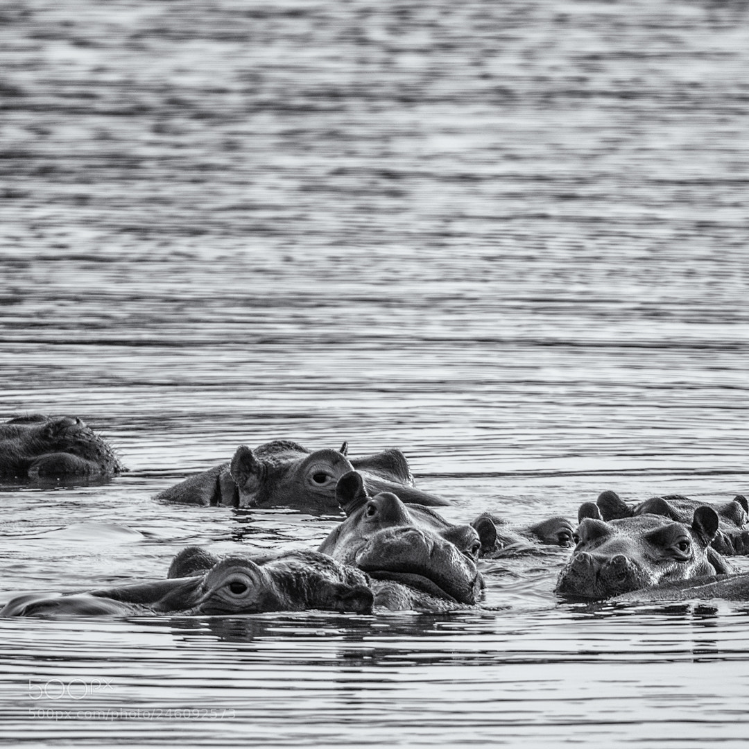 Sony a7 II sample photo. Hippos spotted in the photography
