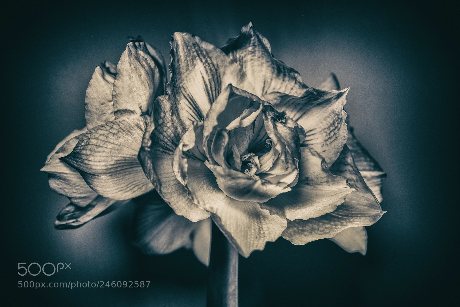 Sony Cyber-shot DSC-RX1R II sample photo. Amaryllis photography