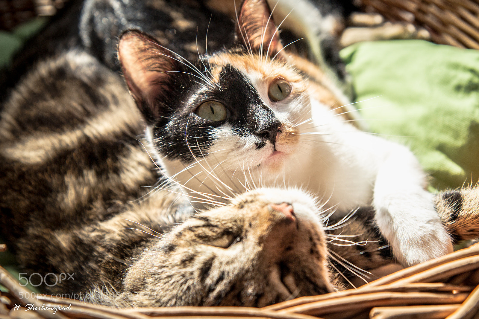 Canon EOS 600D (Rebel EOS T3i / EOS Kiss X5) sample photo. Love is love photography