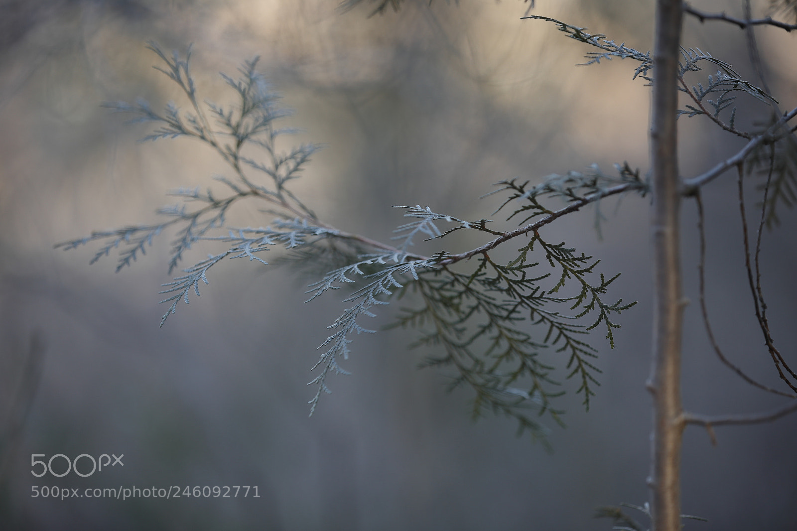 Canon EF 70-200mm F2.8L IS II USM sample photo. Cedar leaves photography