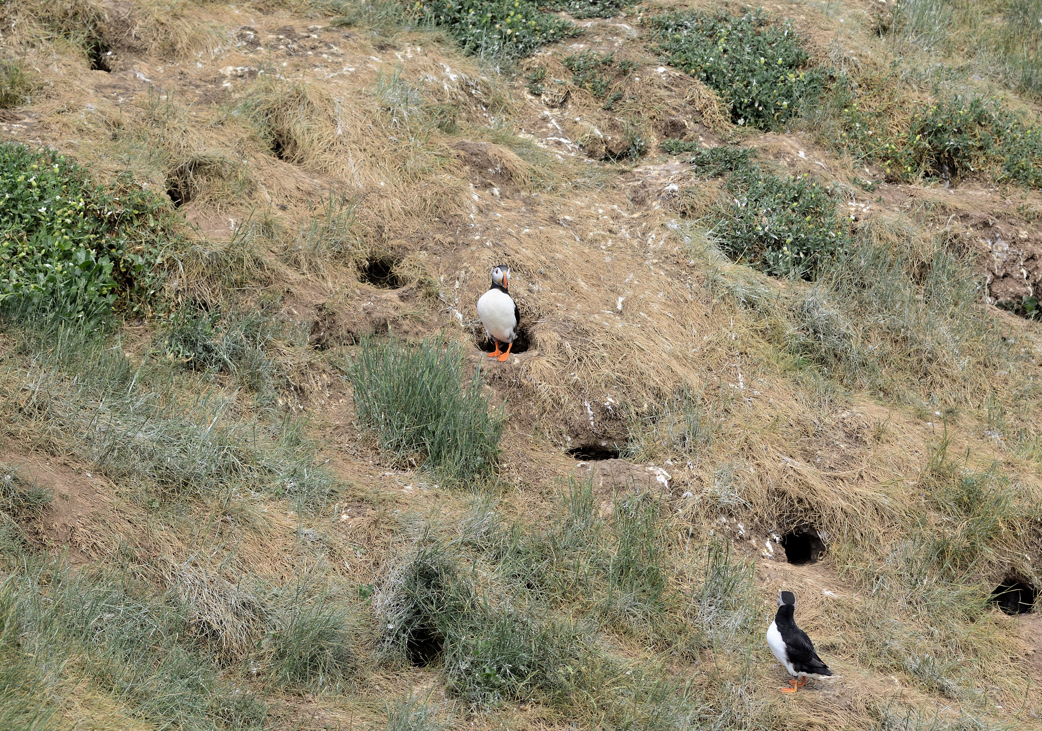 Nikon D5200 sample photo. Puffins photography